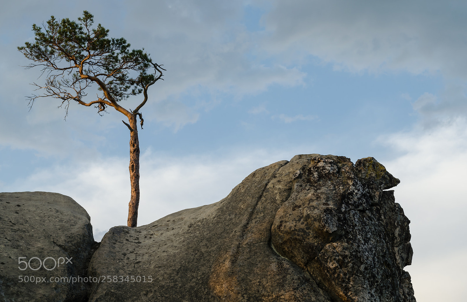 Nikon D5100 sample photo. The will to live photography
