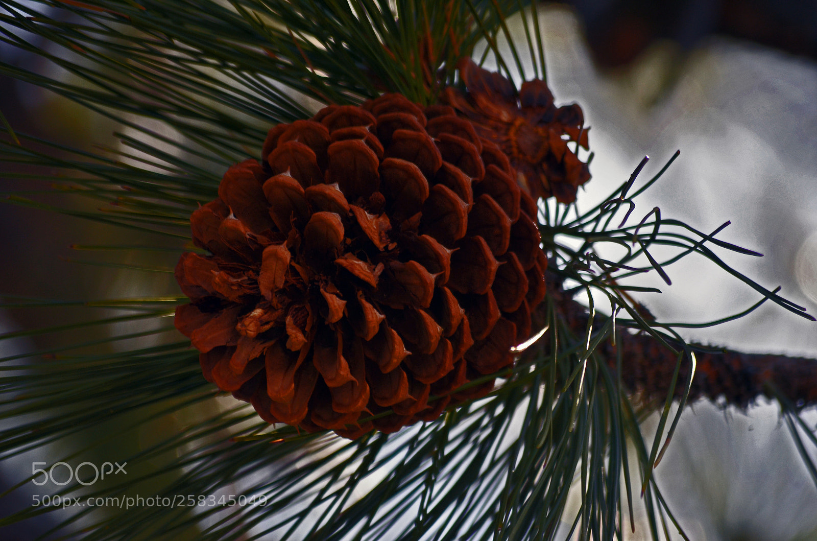 Nikon D5100 sample photo. Pine cone photography