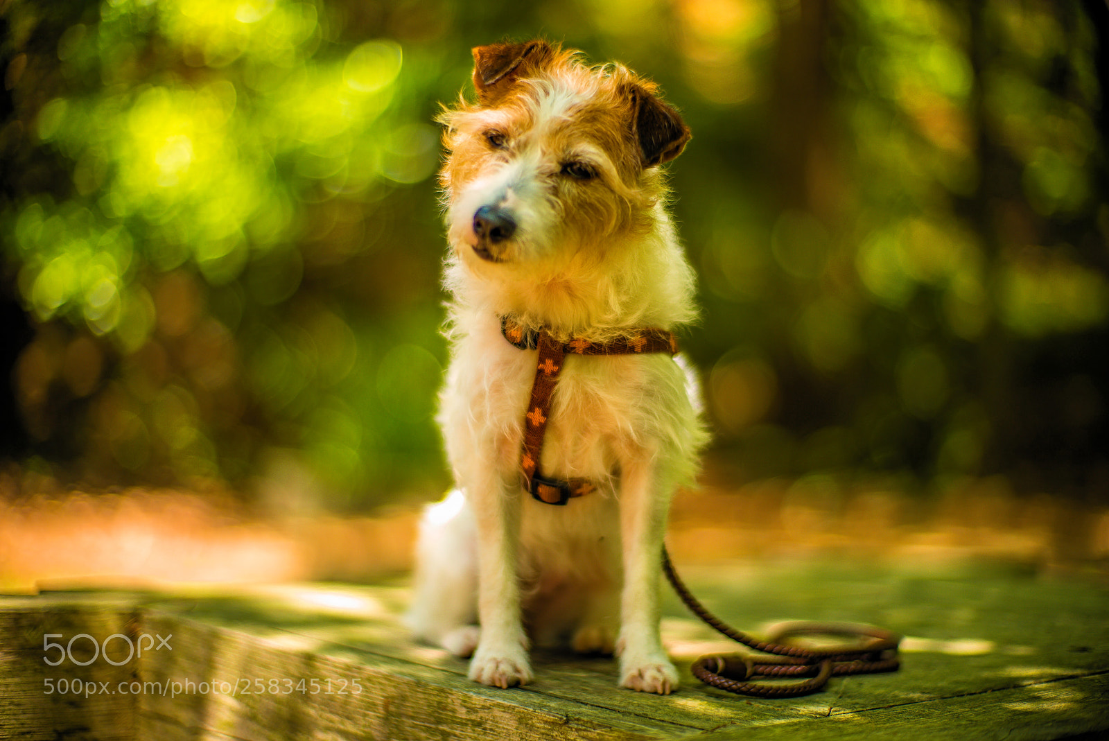Leica M (Typ 240) sample photo. Nipper photography