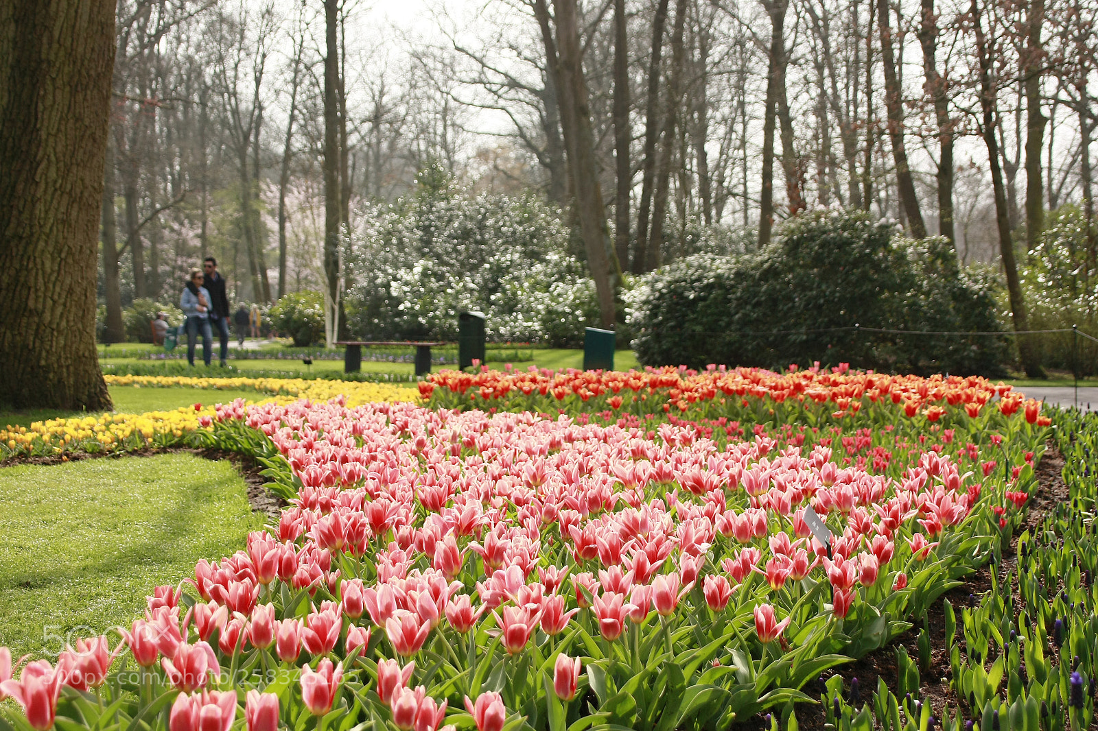 Canon EOS 450D (EOS Rebel XSi / EOS Kiss X2) sample photo. "spring in keukenhof" photography
