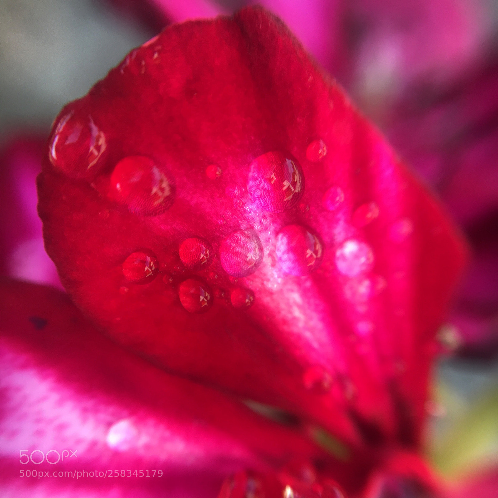 Apple iPhone 6s sample photo. Details photography
