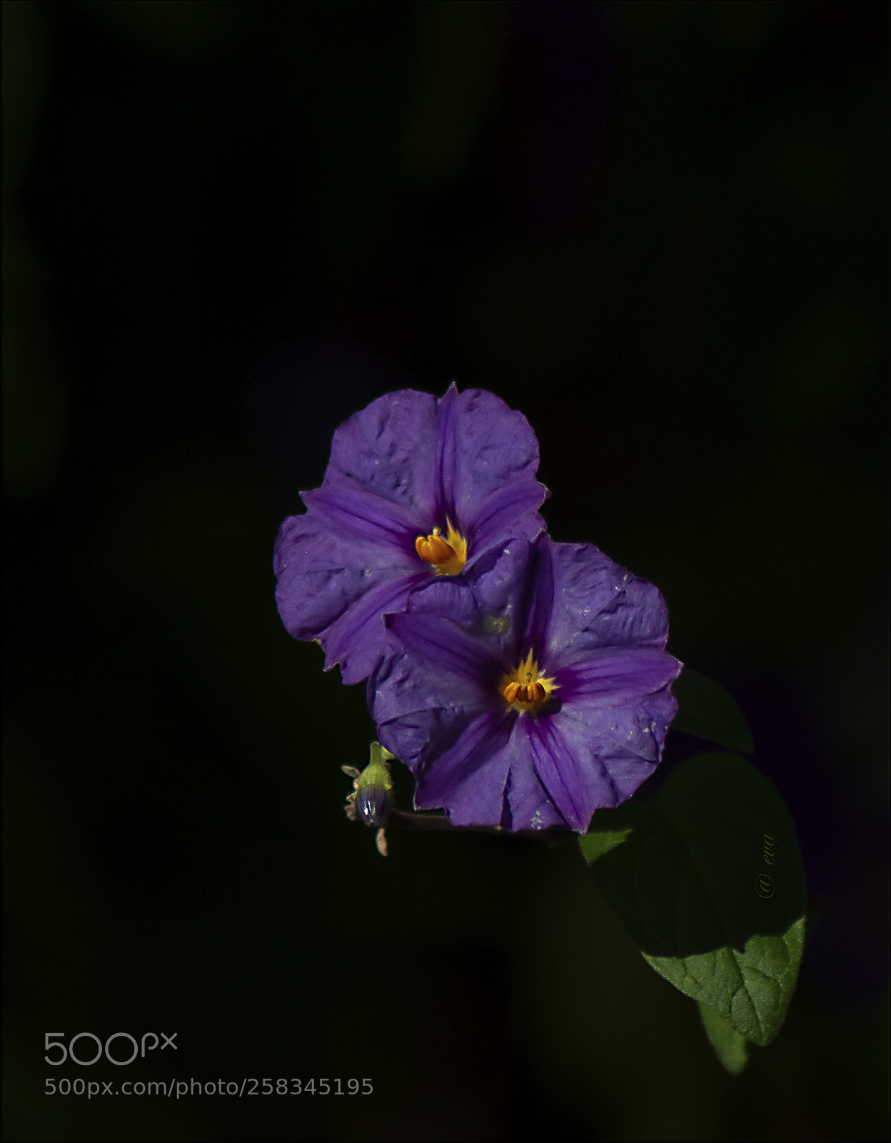 Nikon D90 sample photo. Solanum photography