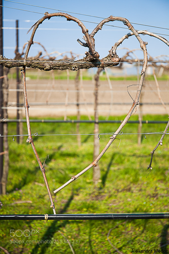 Canon EOS 5D Mark II sample photo. Love&wine photography