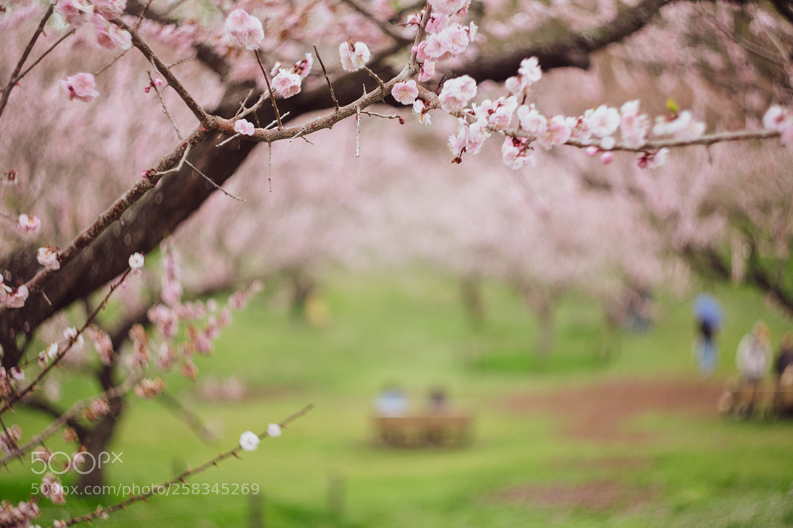 Fujifilm X-T1 sample photo. Blooming photography
