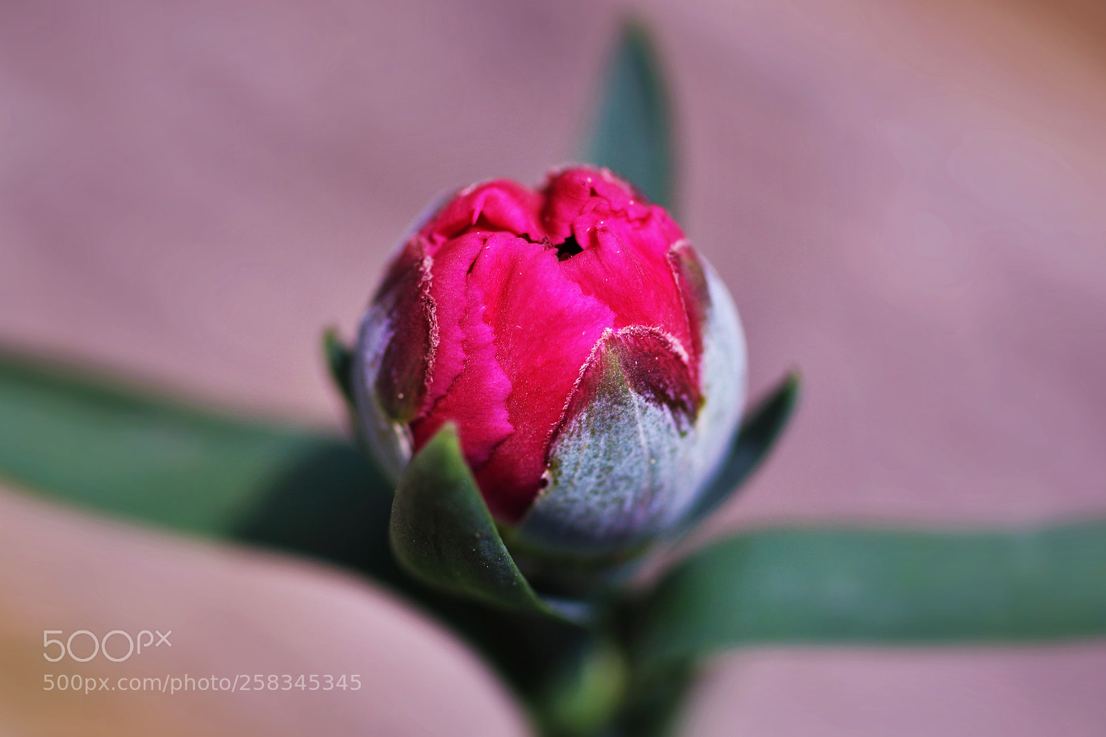Canon EOS 7D Mark II sample photo. Round red flower bud () photography