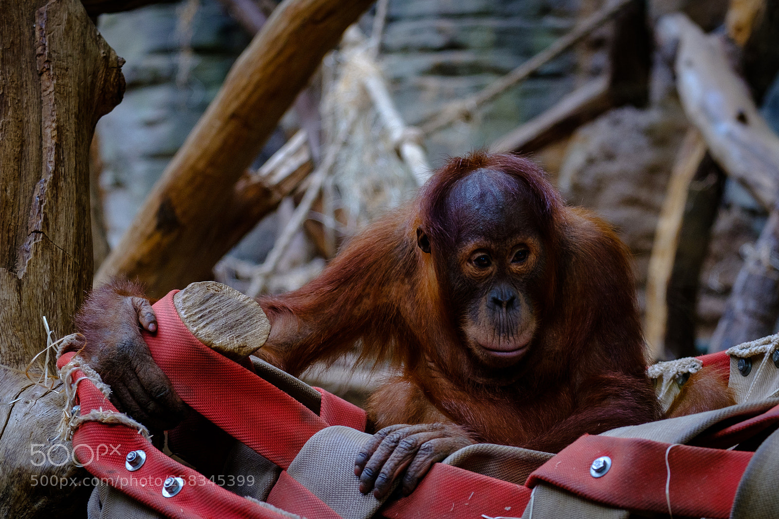 Fujifilm X-E3 sample photo. Orang-utan kid photography