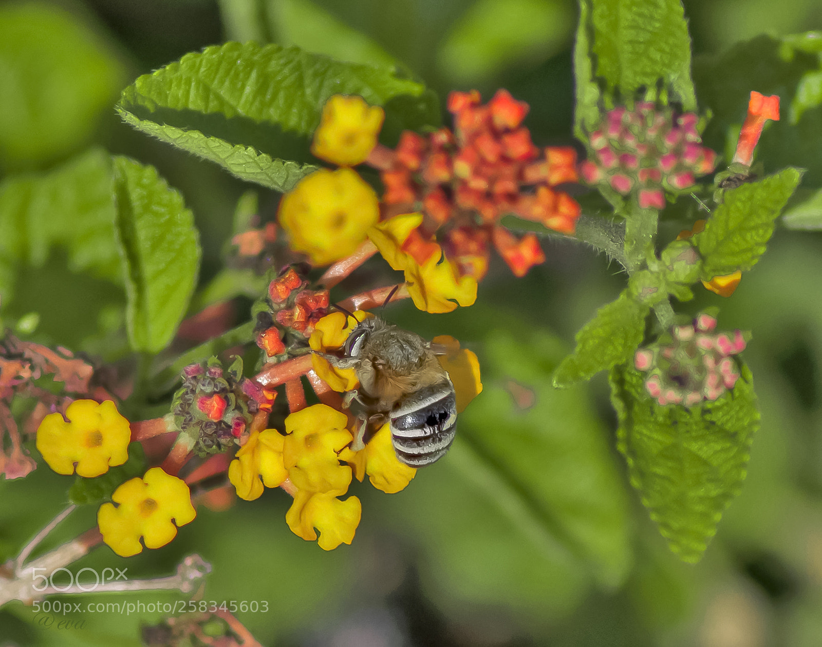 Nikon D90 sample photo. Ape photography
