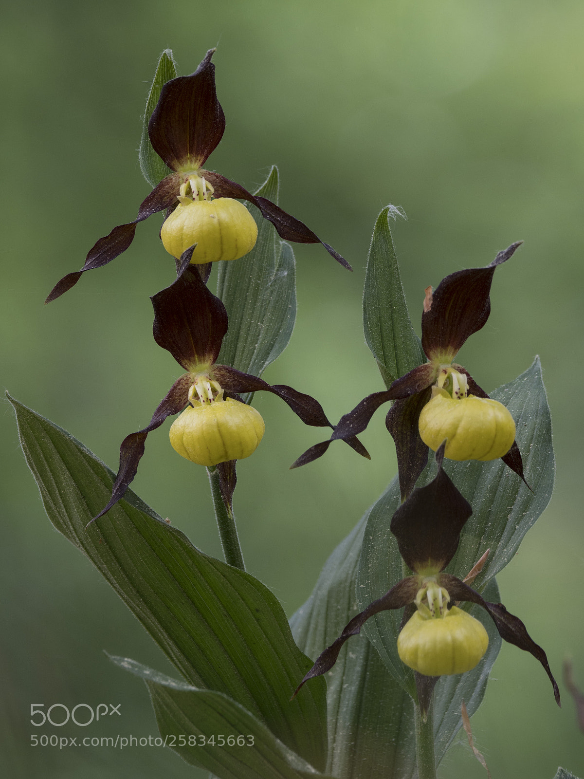 Olympus OM-D E-M1 Mark II sample photo. Lady slipper photography