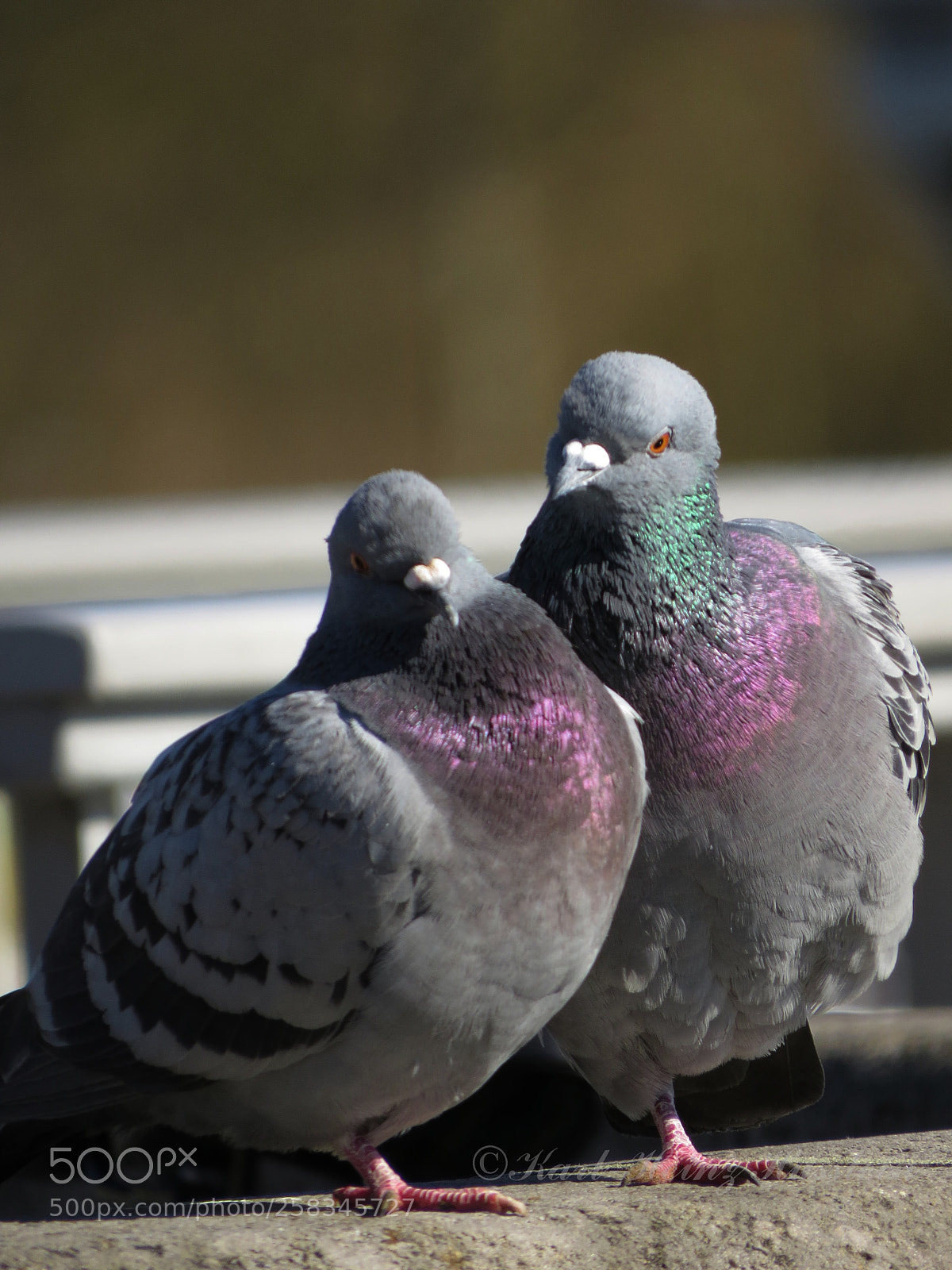 Canon PowerShot SX50 HS sample photo. Taubenliebe photography