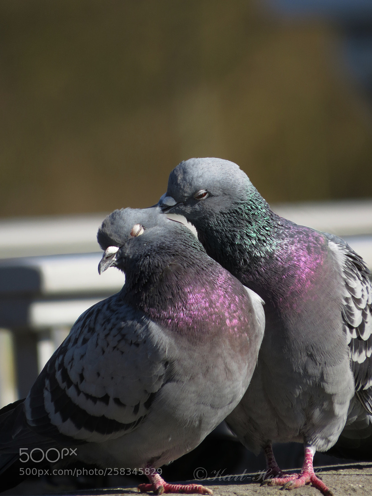 Canon PowerShot SX50 HS sample photo. Taubenliebe photography