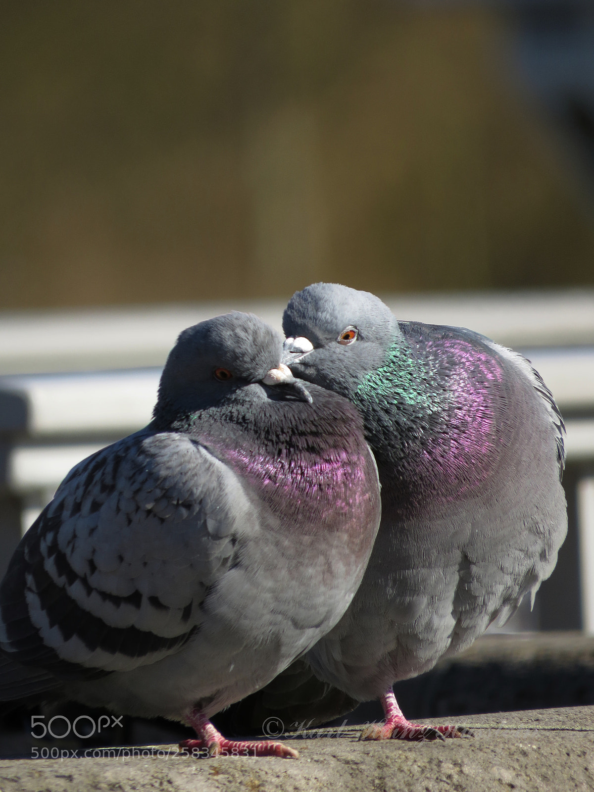 Canon PowerShot SX50 HS sample photo. Taubenliebe photography