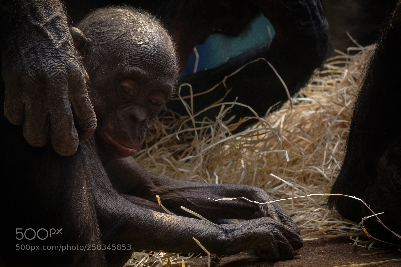 Fujifilm X-E3 sample photo. Bonobo kid photography