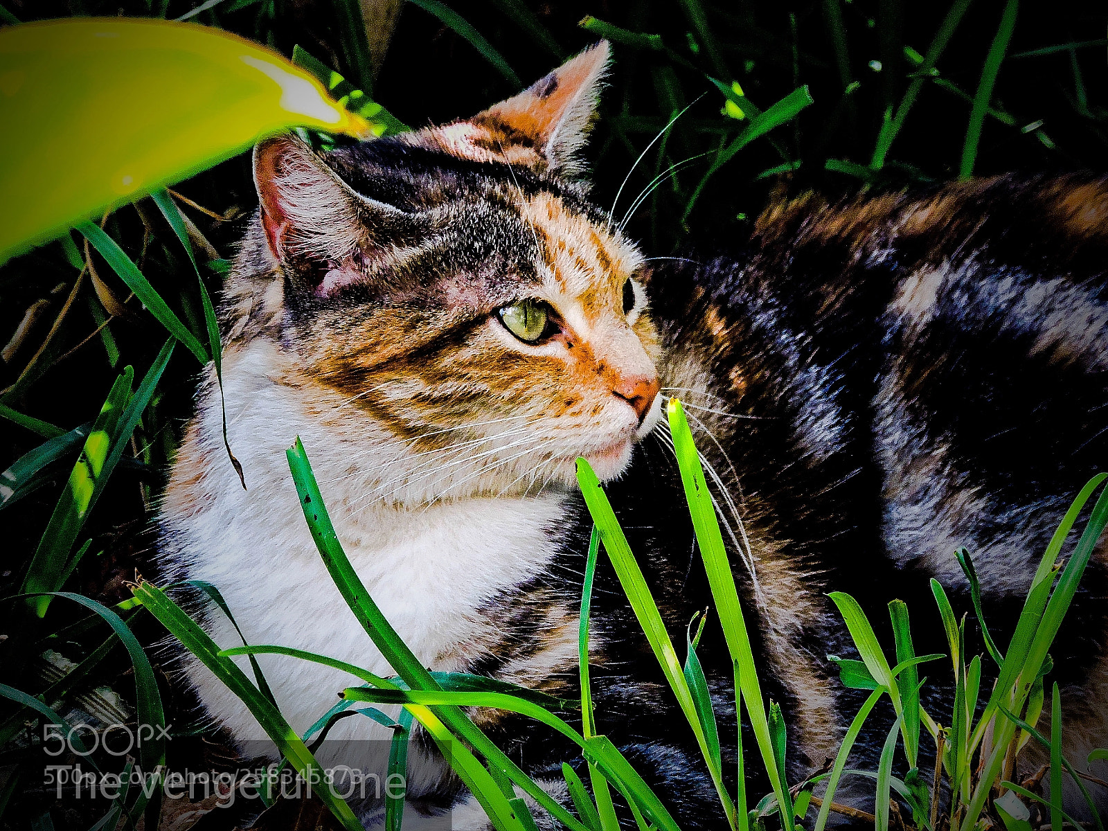 Nikon Coolpix P530 sample photo. Savage photography