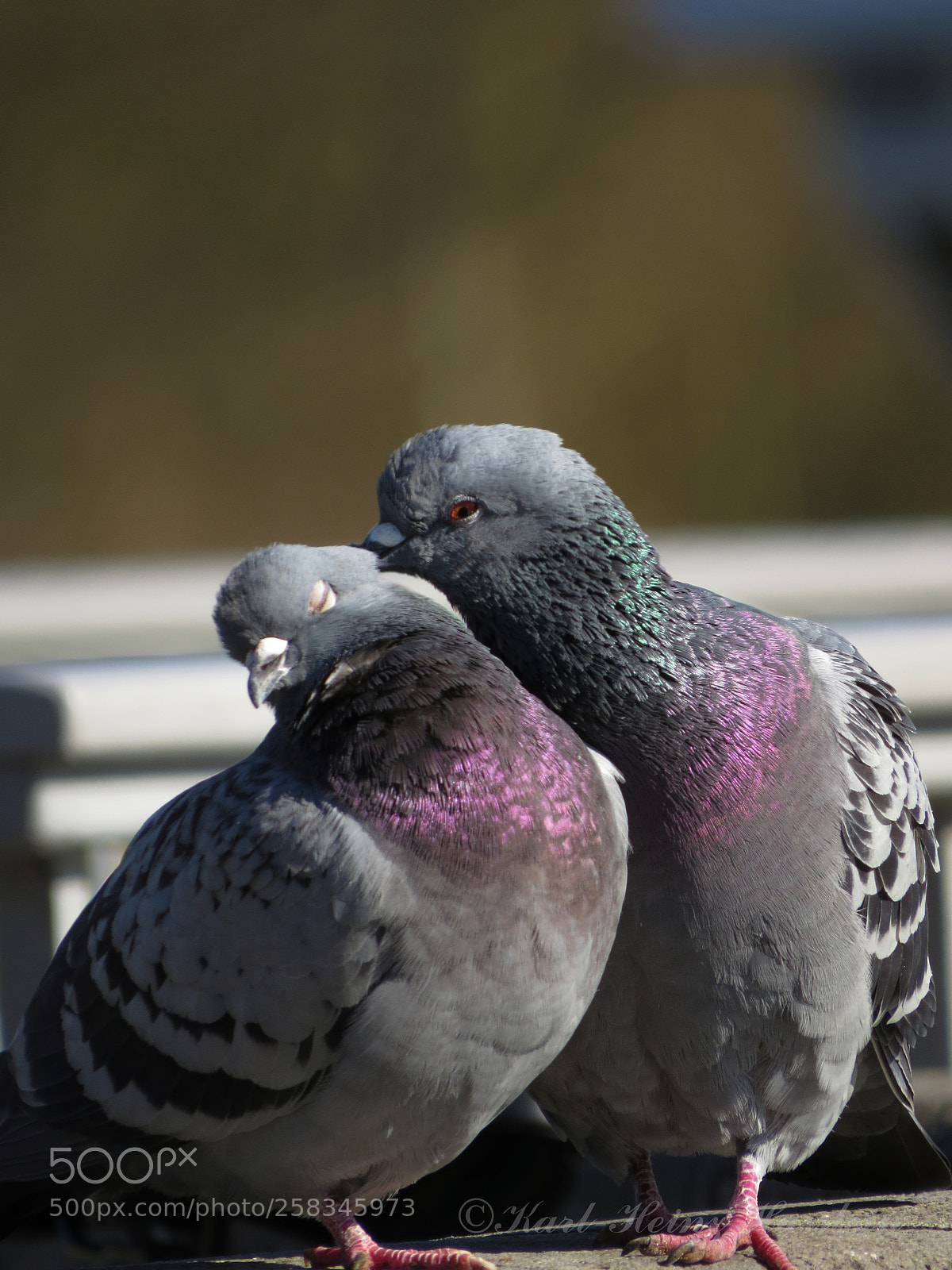 Canon PowerShot SX50 HS sample photo. Taubenliebe photography