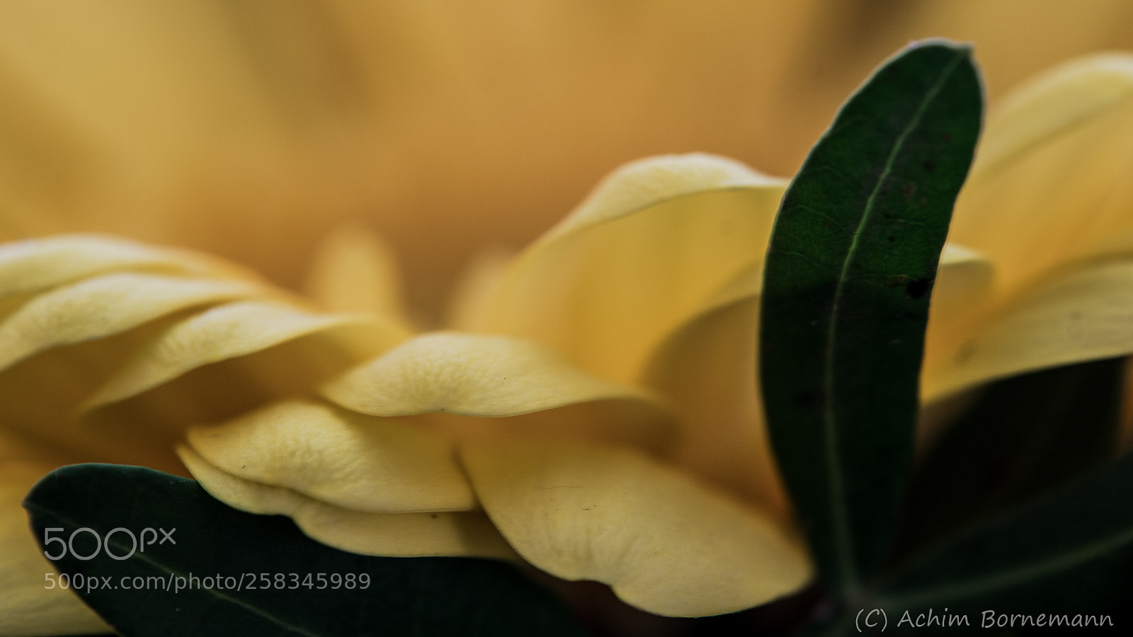 Sony SLT-A68 sample photo. Yellow photography