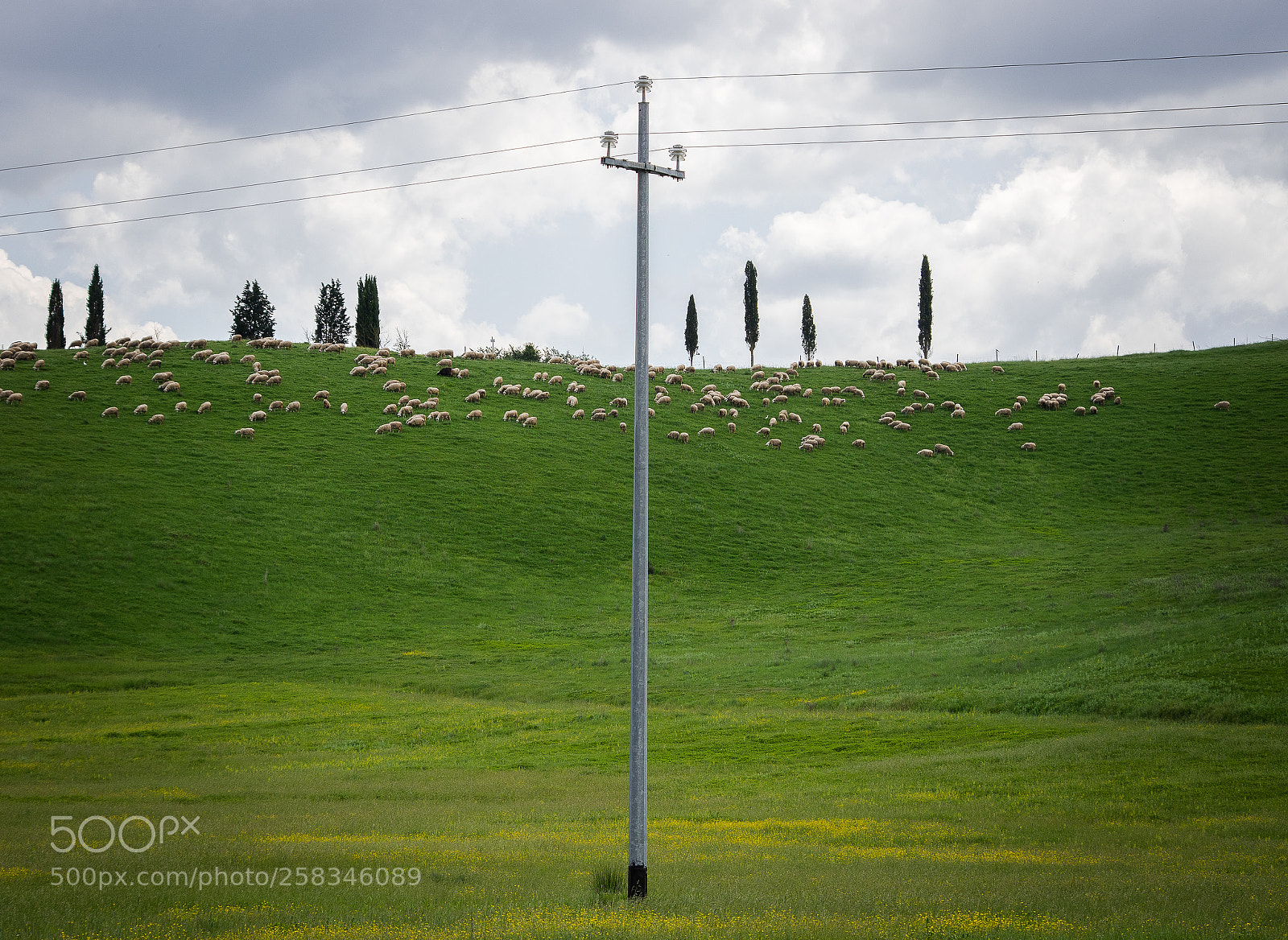 Pentax K-3 sample photo. Flock and wire photography