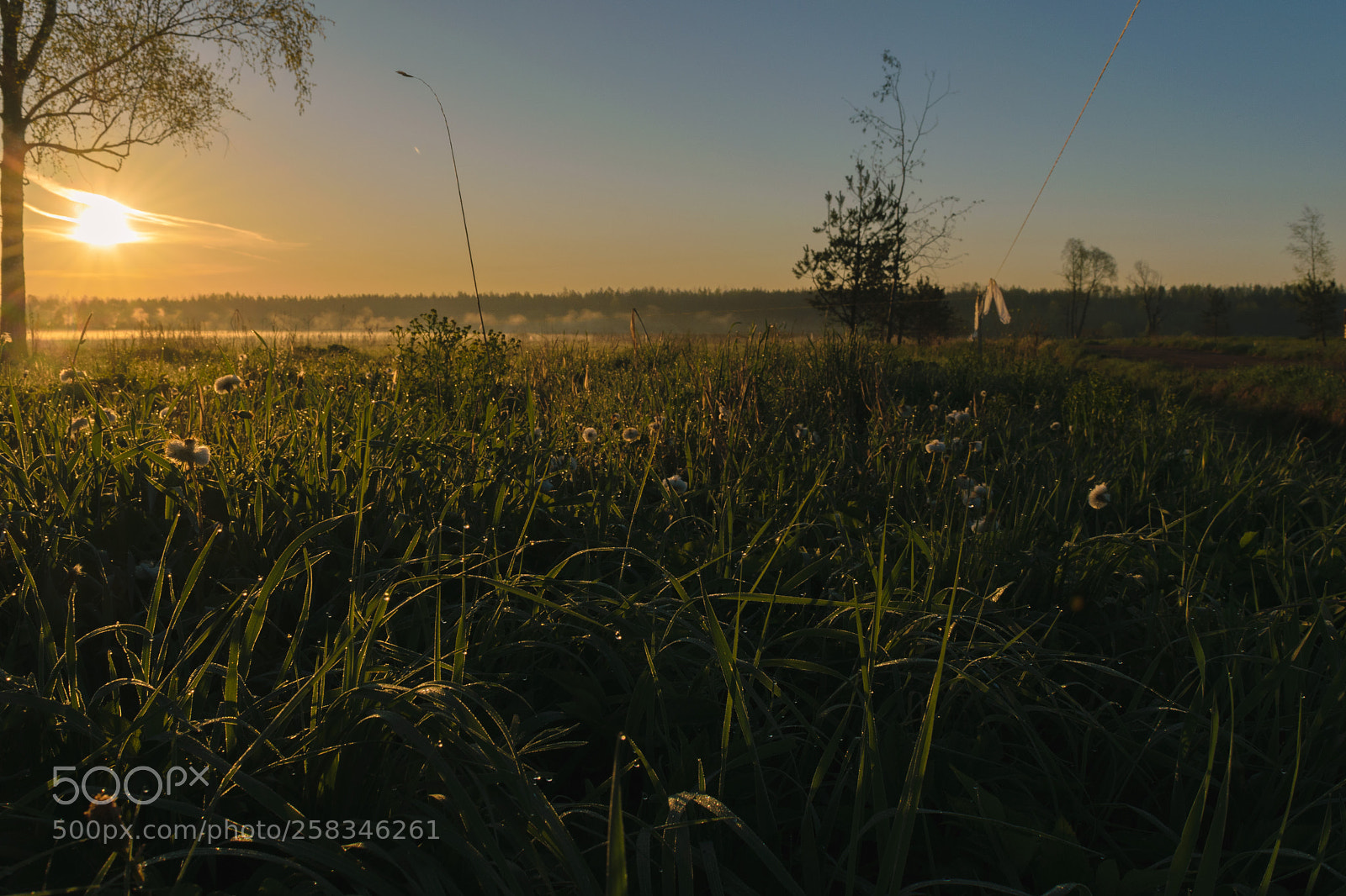 Nikon D3300 sample photo. Morning dew photography