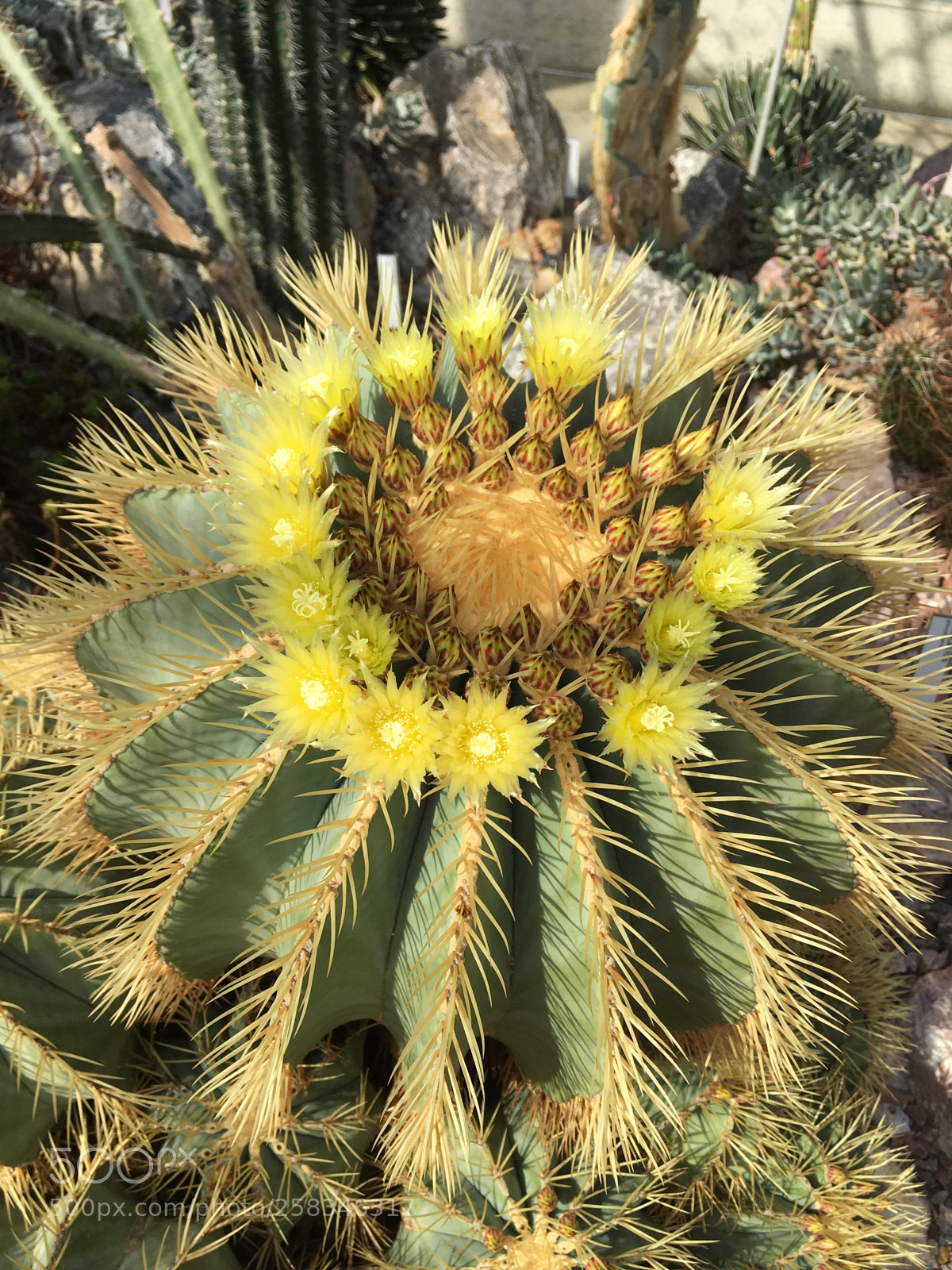 Apple iPhone SE sample photo. My prickly beauty  photography