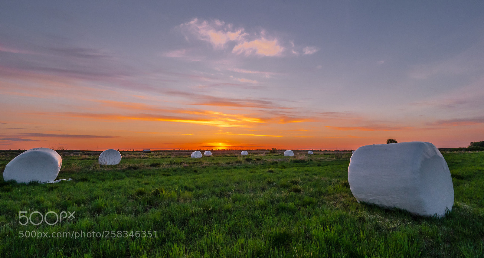 Olympus OM-D E-M1 Mark II sample photo. Evening in the field photography