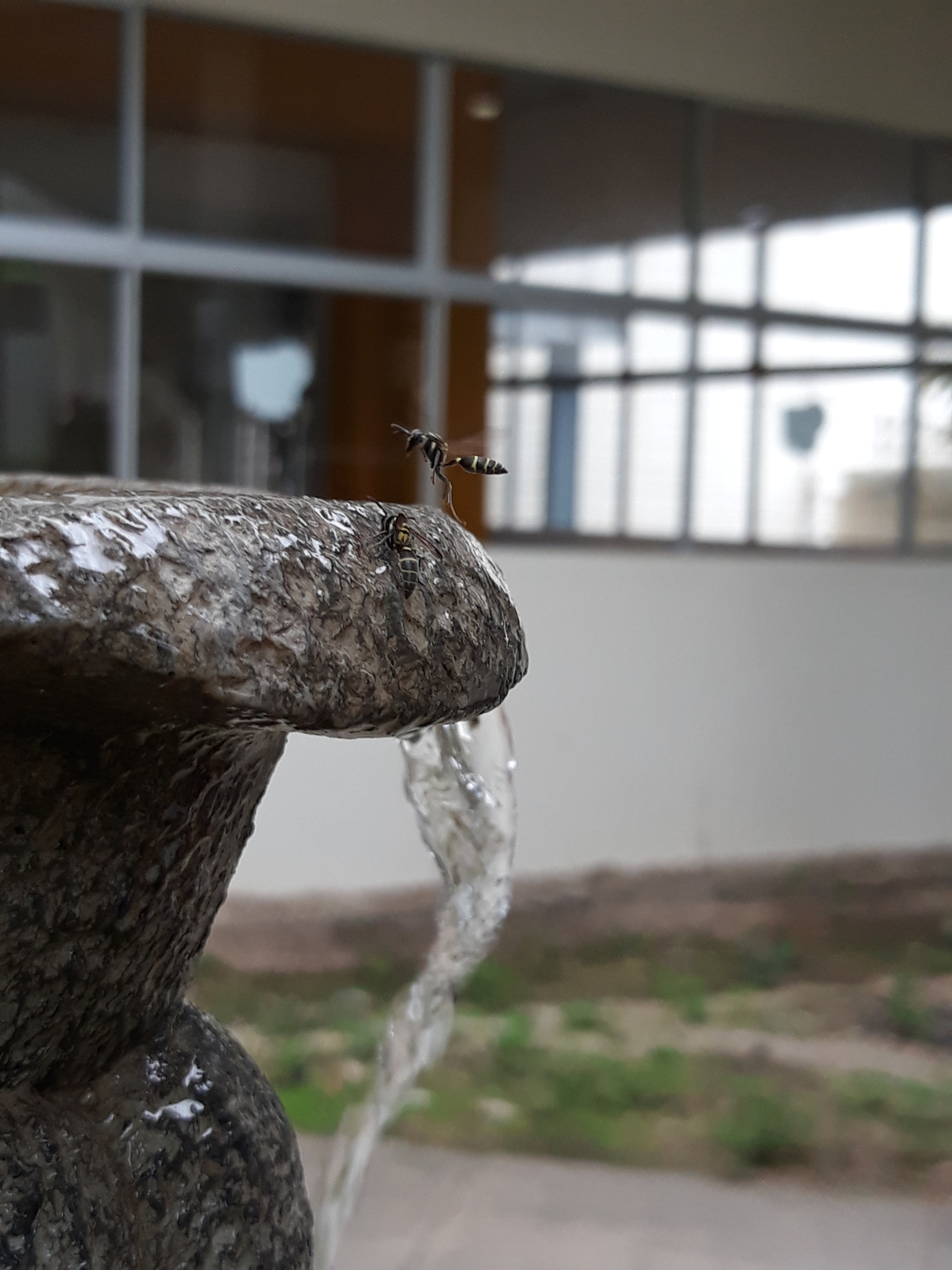 Samsung Galaxy J5 Pro sample photo. Congelado 3 photography