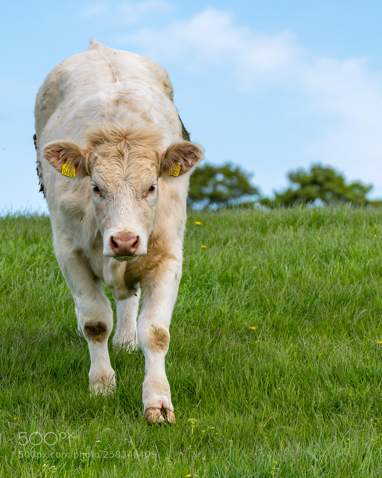 Nikon D500 sample photo. Cow photography