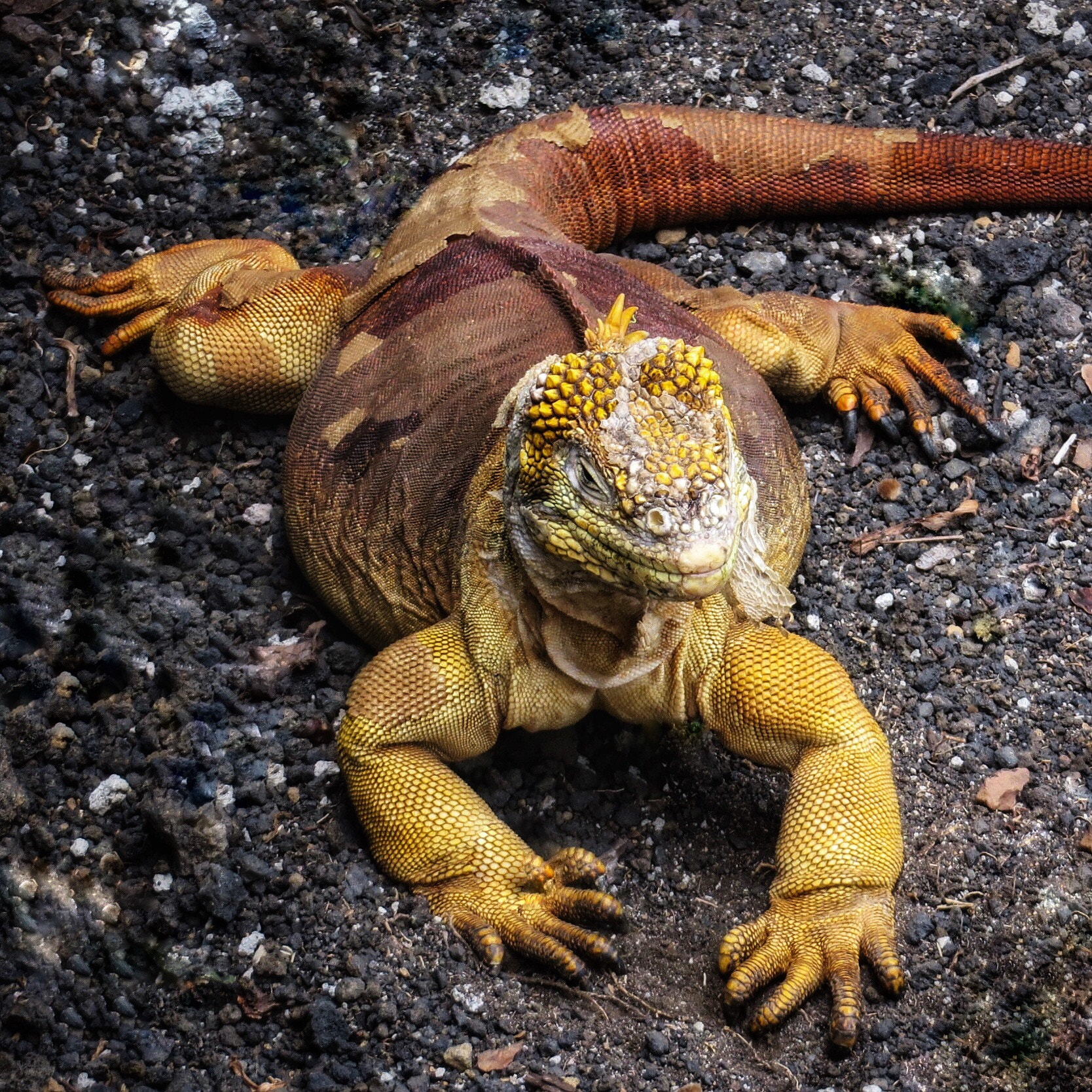 Canon PowerShot SX280 HS sample photo. Land iguana photography