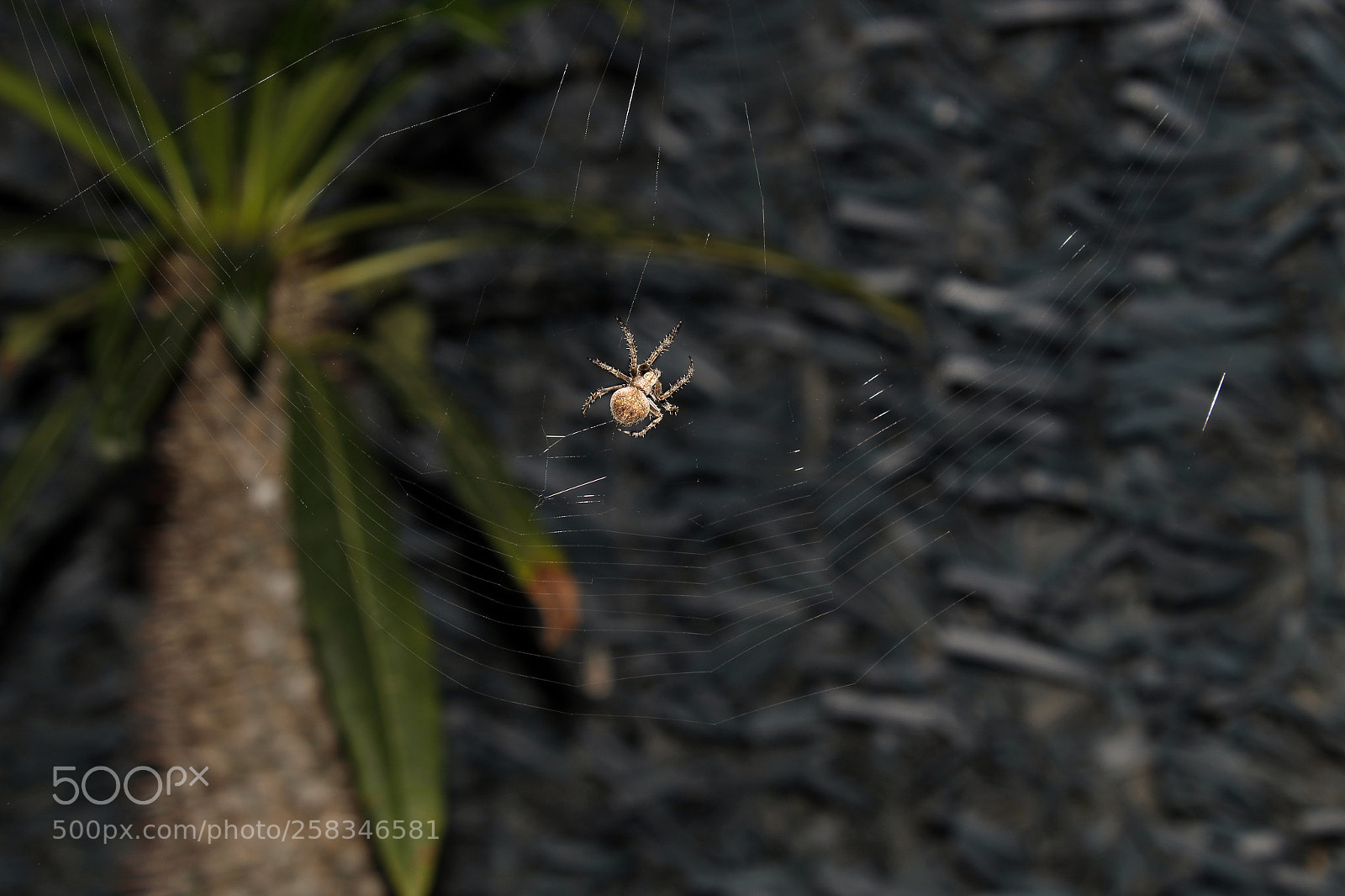 Canon EOS 1300D (EOS Rebel T6 / EOS Kiss X80) sample photo. Spider photography