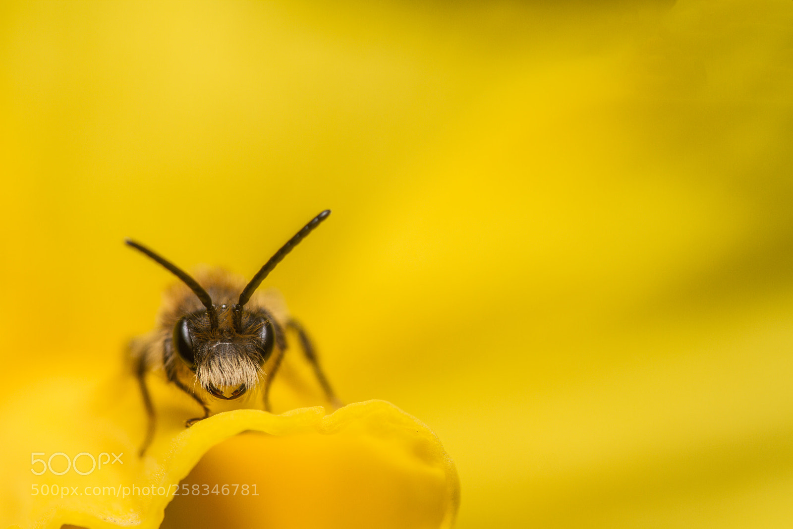 Canon EOS 7D sample photo. Early mining bee andrena photography