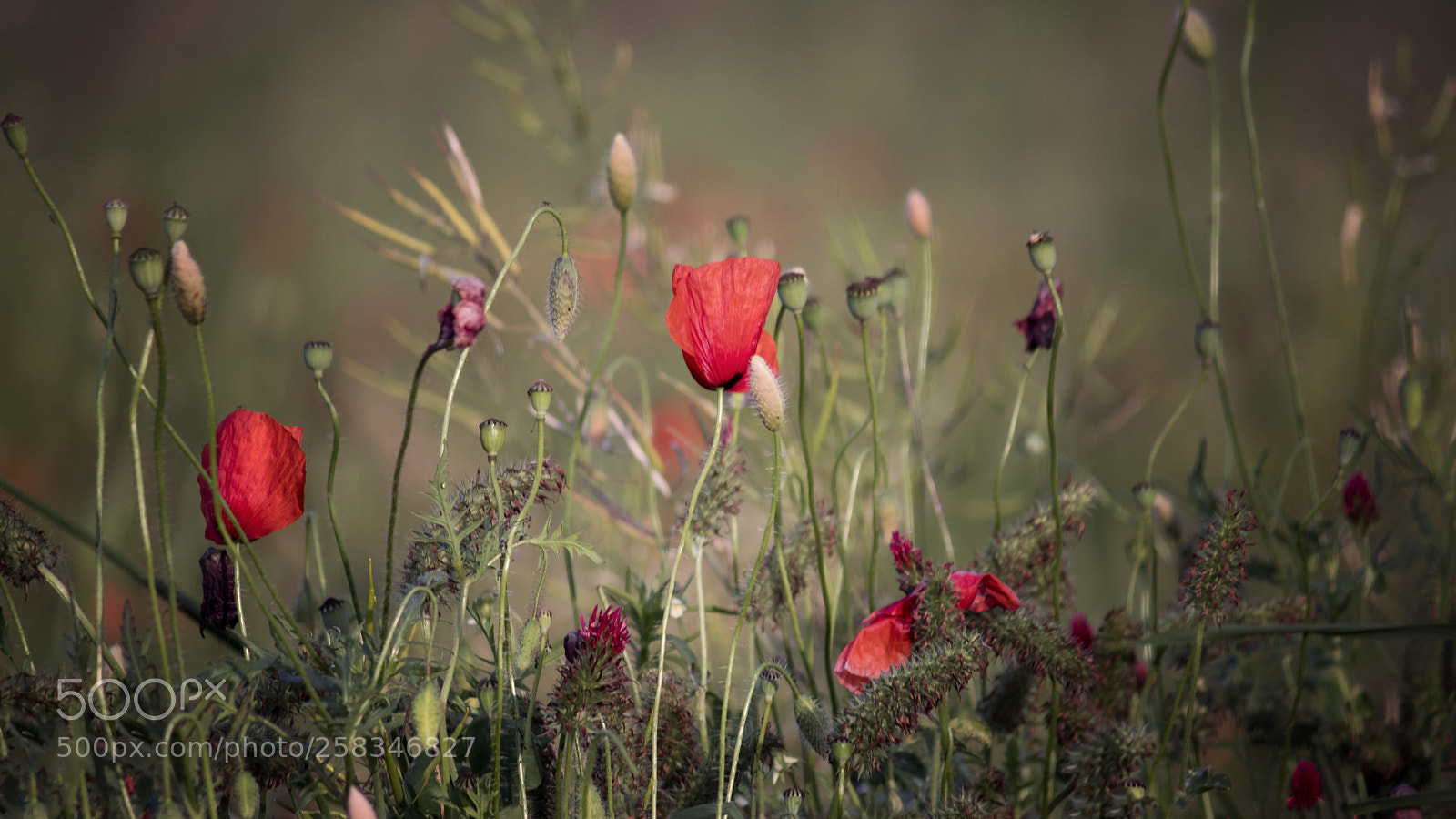 Canon EOS 80D sample photo. Plants from the meadow photography