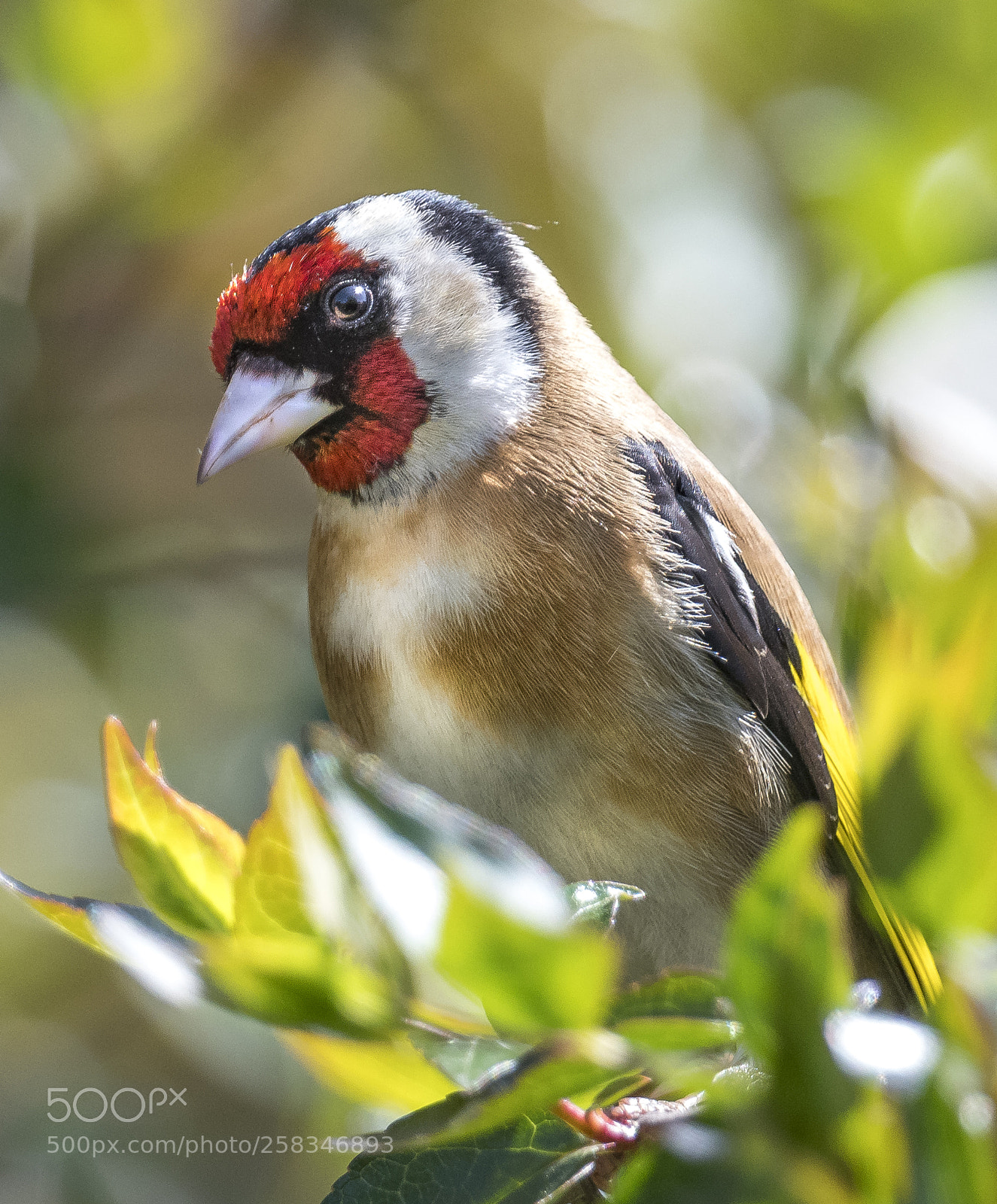 Nikon D500 sample photo. Goldfinch posing photography