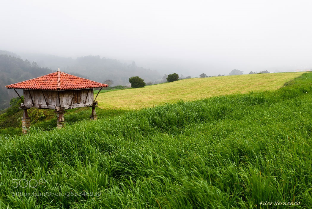 Nikon D5500 sample photo. Facing green photography
