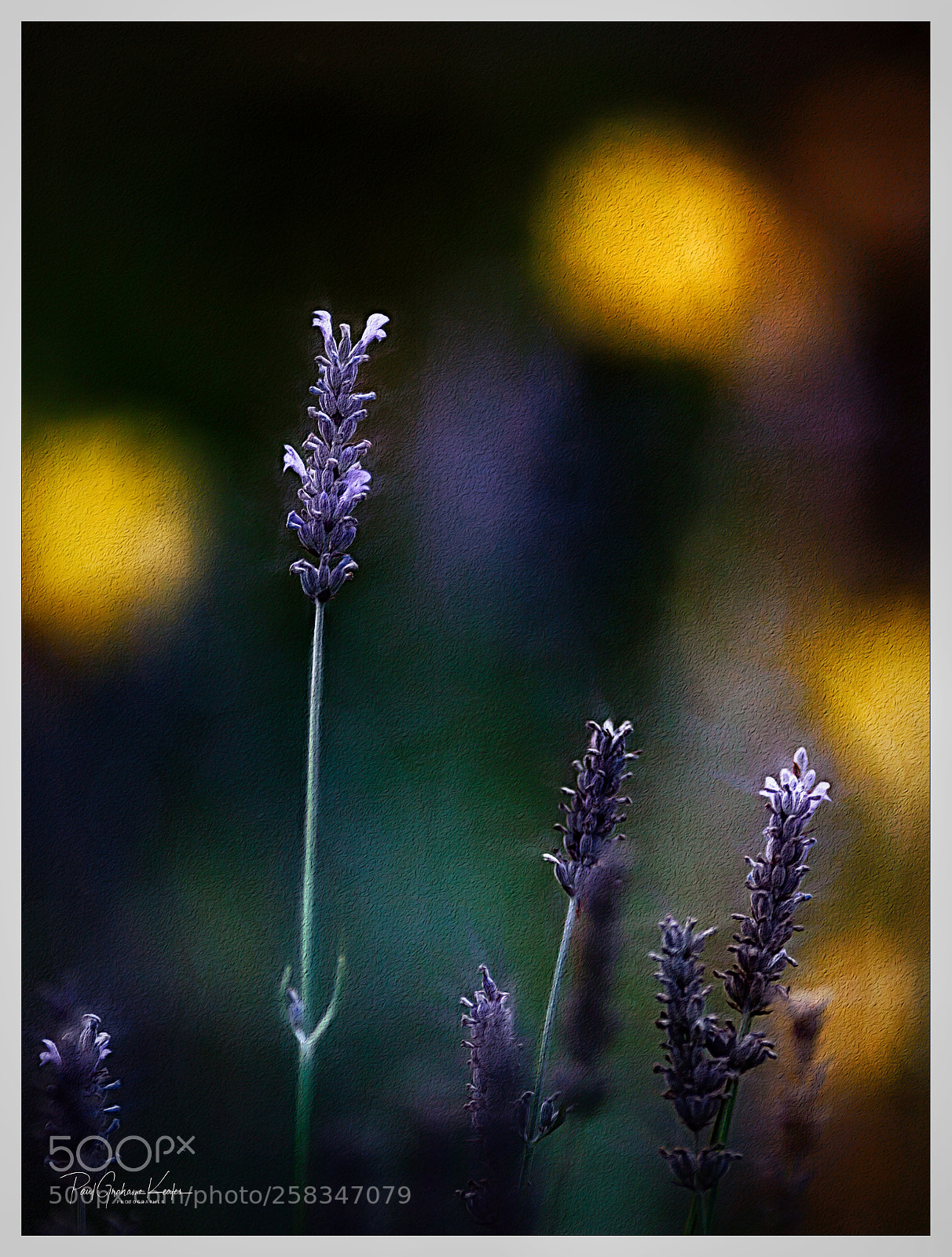 Canon EOS-1Ds Mark III sample photo. Standing proud .... photography