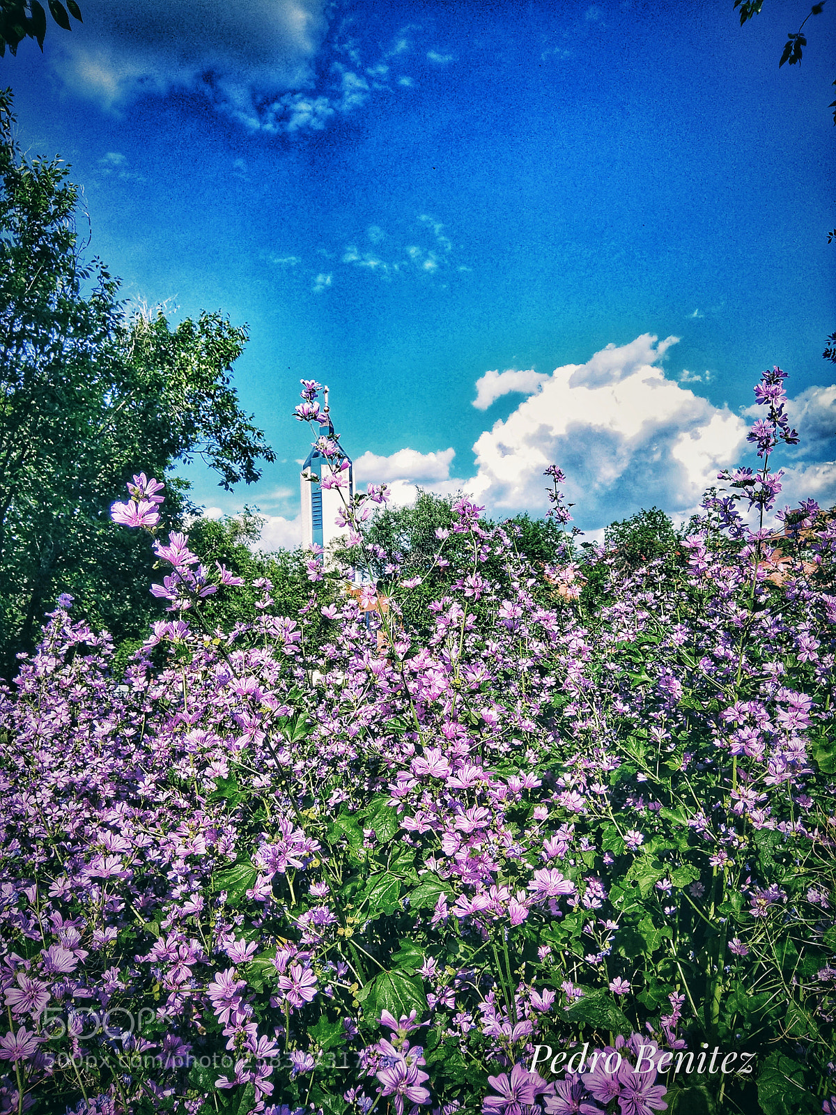 Xiaomi Redmi Note 4 sample photo. Flores photography