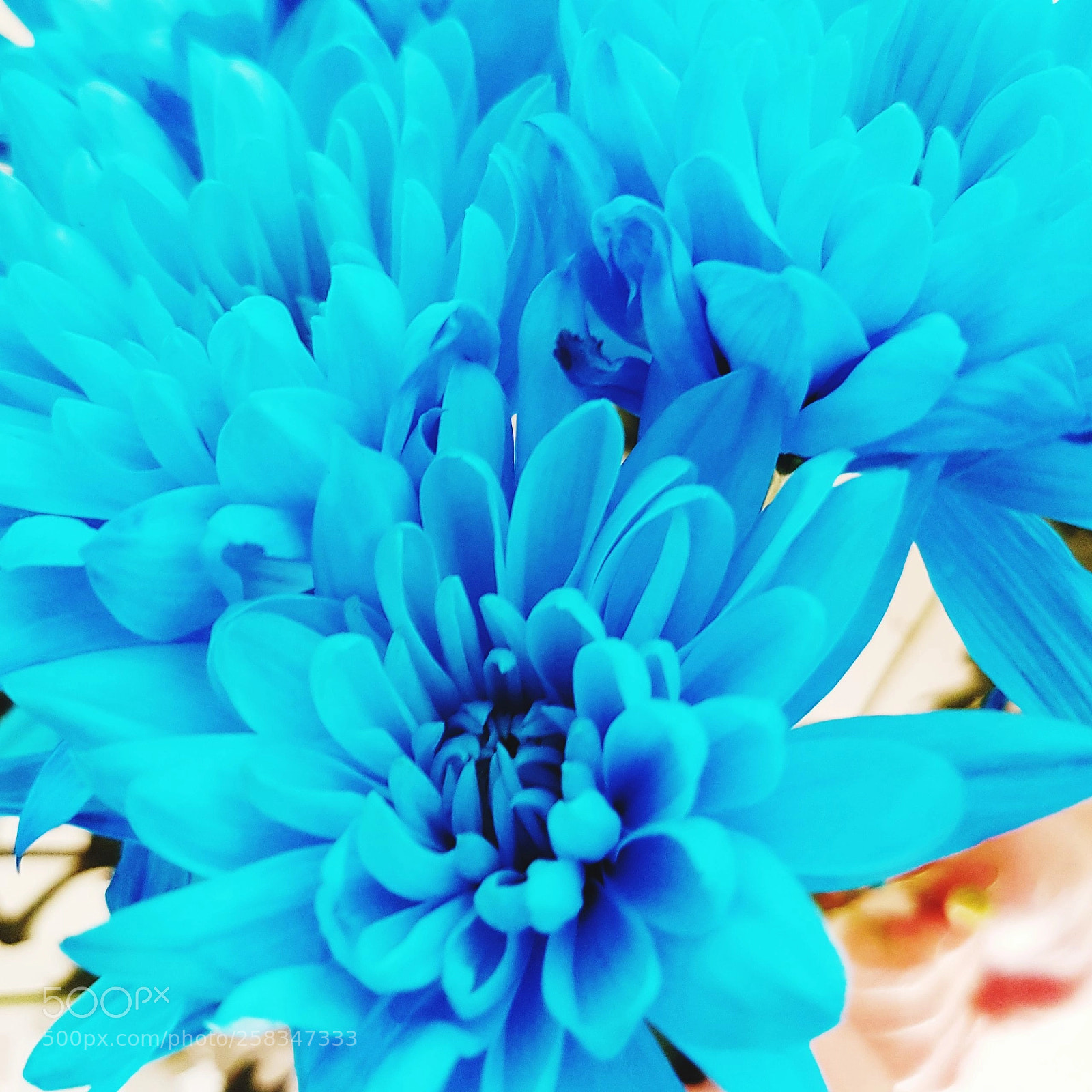 Samsung Galaxy S7 Edge sample photo. Blue petals photography