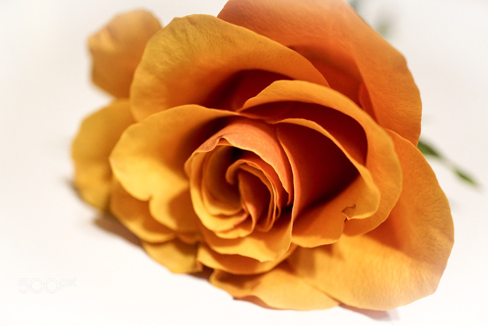 Sony a6000 sample photo. Lovely in orange photography