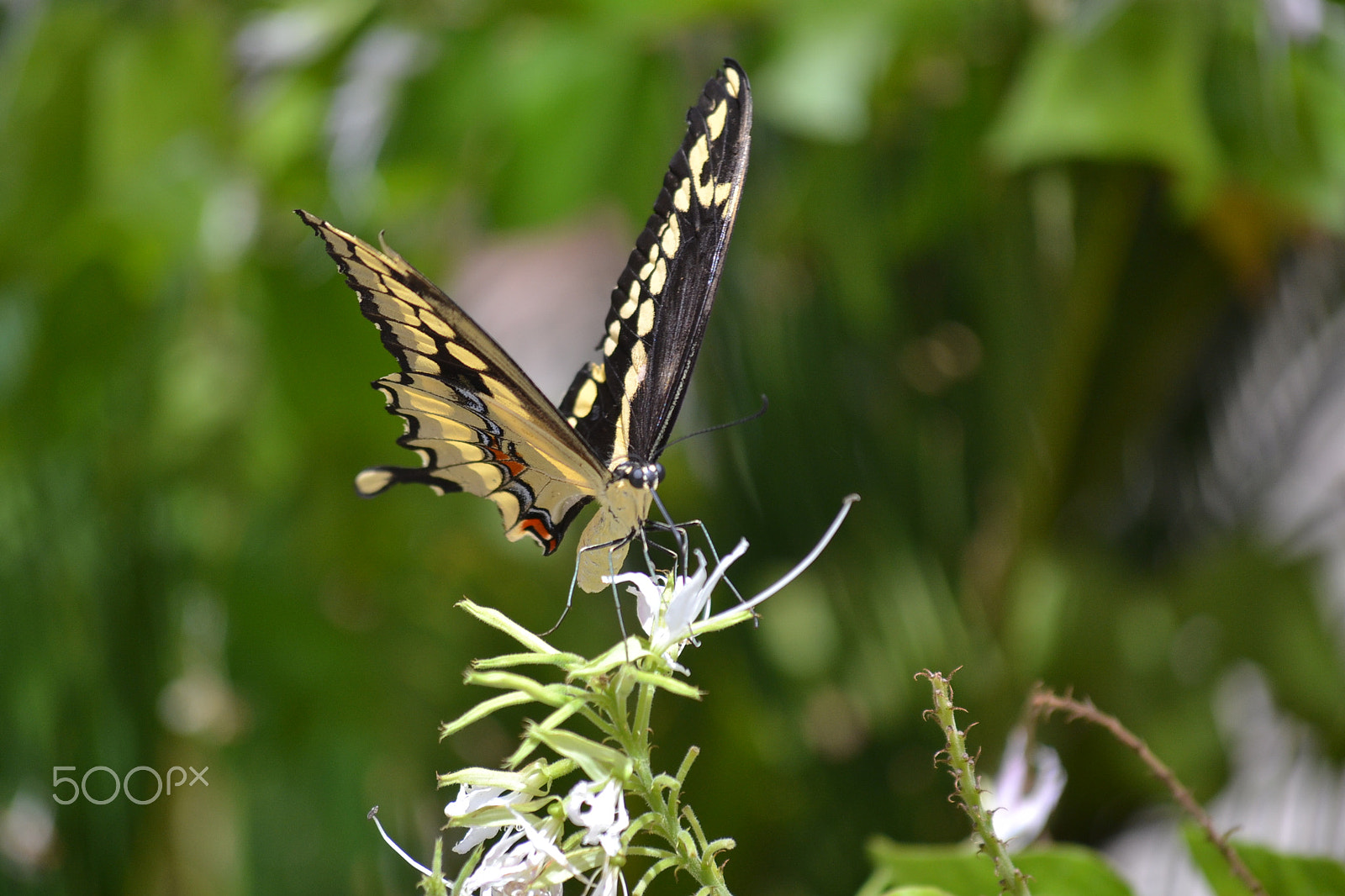 Nikon D3100 sample photo. Butterfly photography