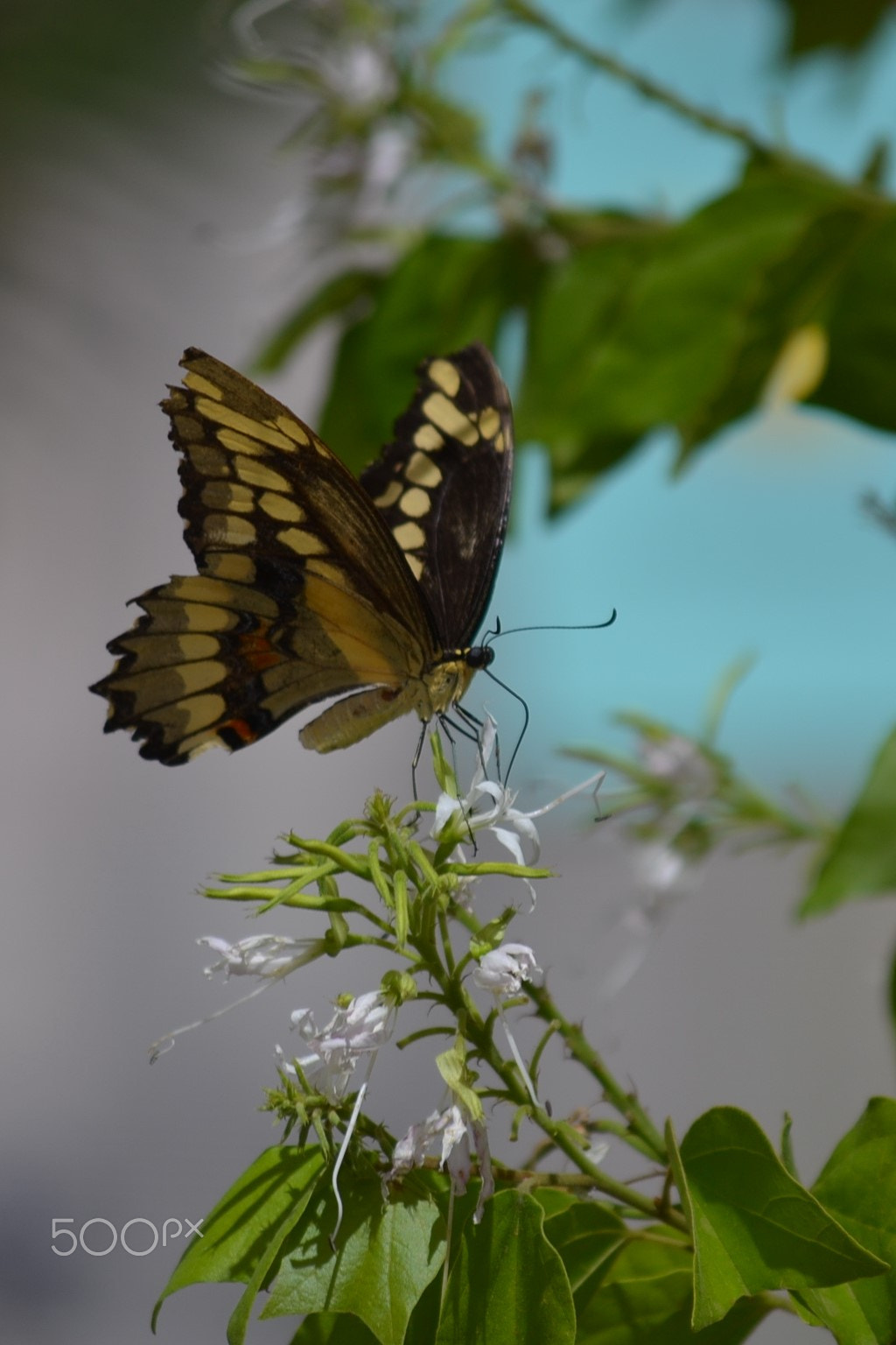 Nikon D3100 sample photo. Butterfly photography