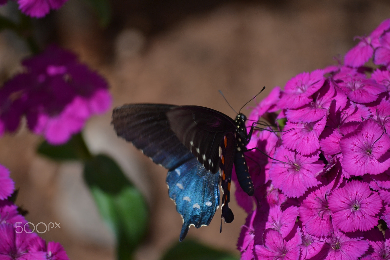 Nikon D3100 sample photo. Butterfly photography