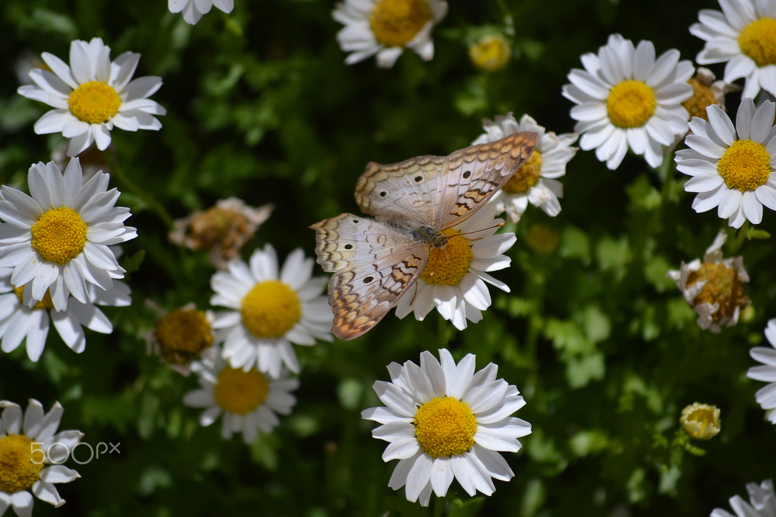 Nikon D3100 sample photo. Butterfly photography