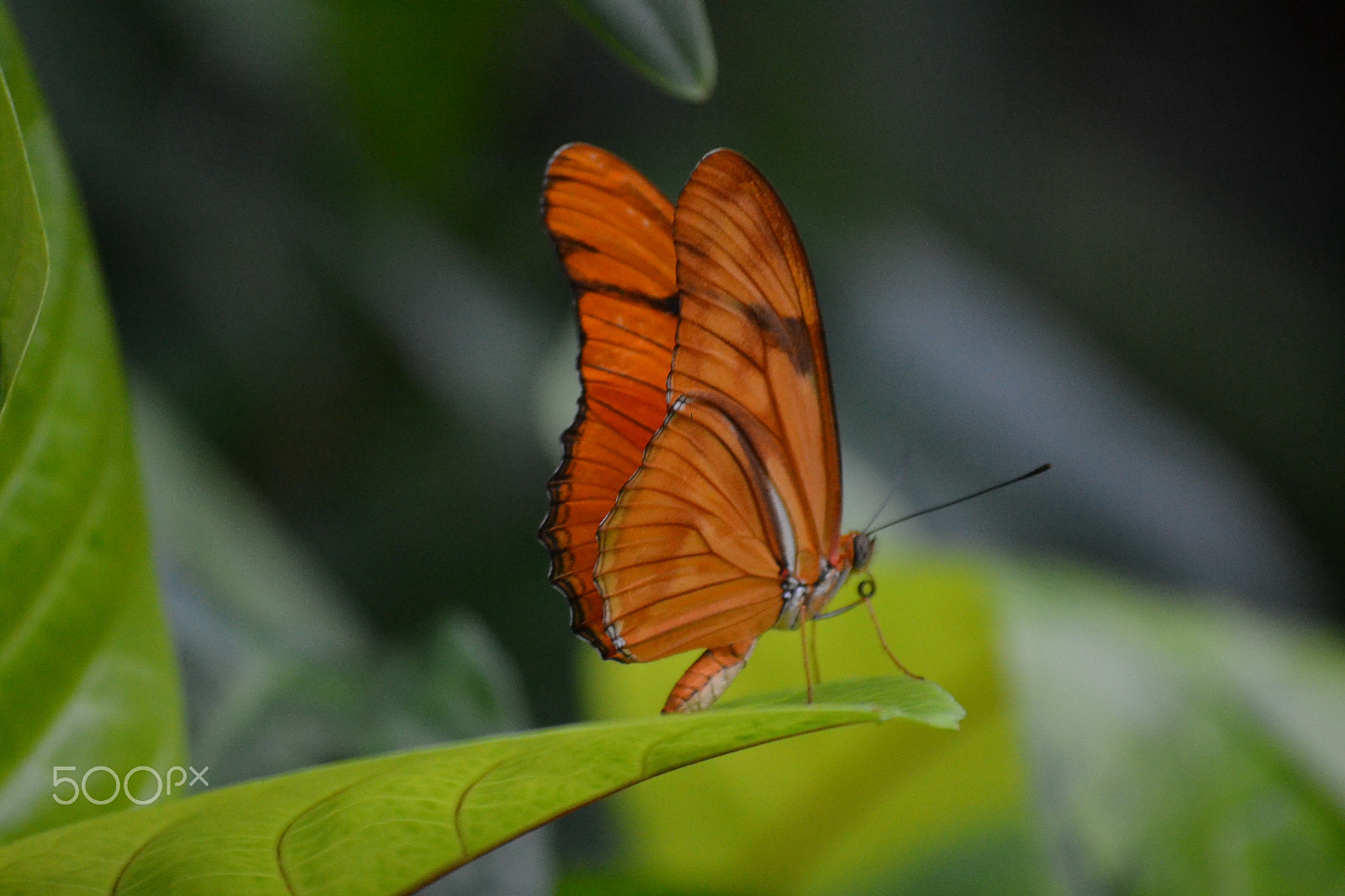 Nikon D3100 sample photo. Butterfly photography