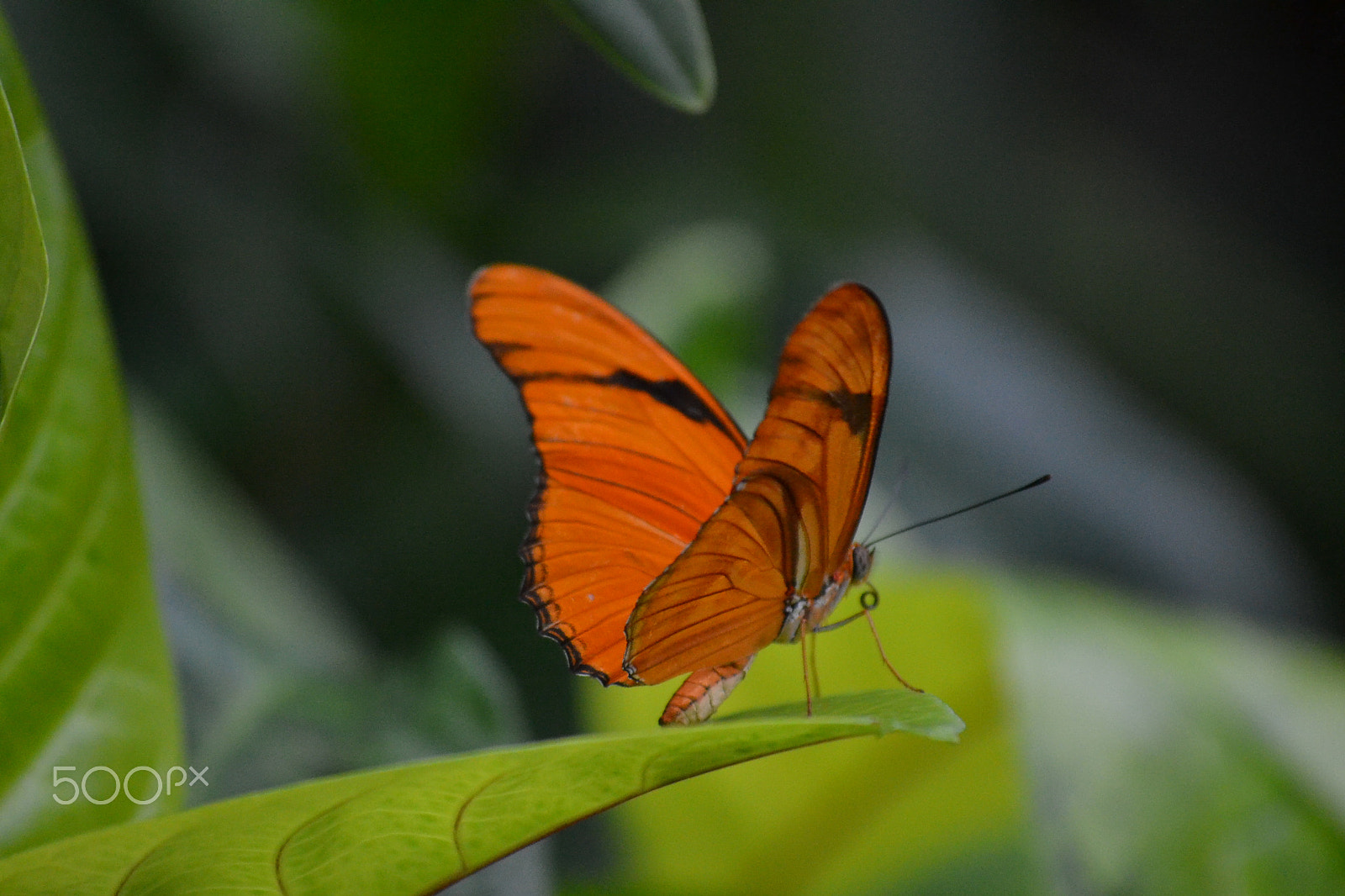 Nikon D3100 sample photo. Butterfly photography