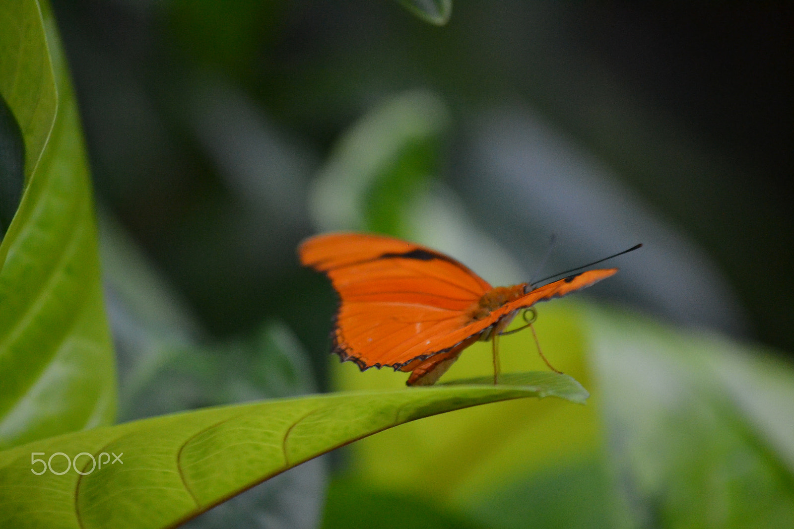 Nikon D3100 sample photo. Butterfly photography