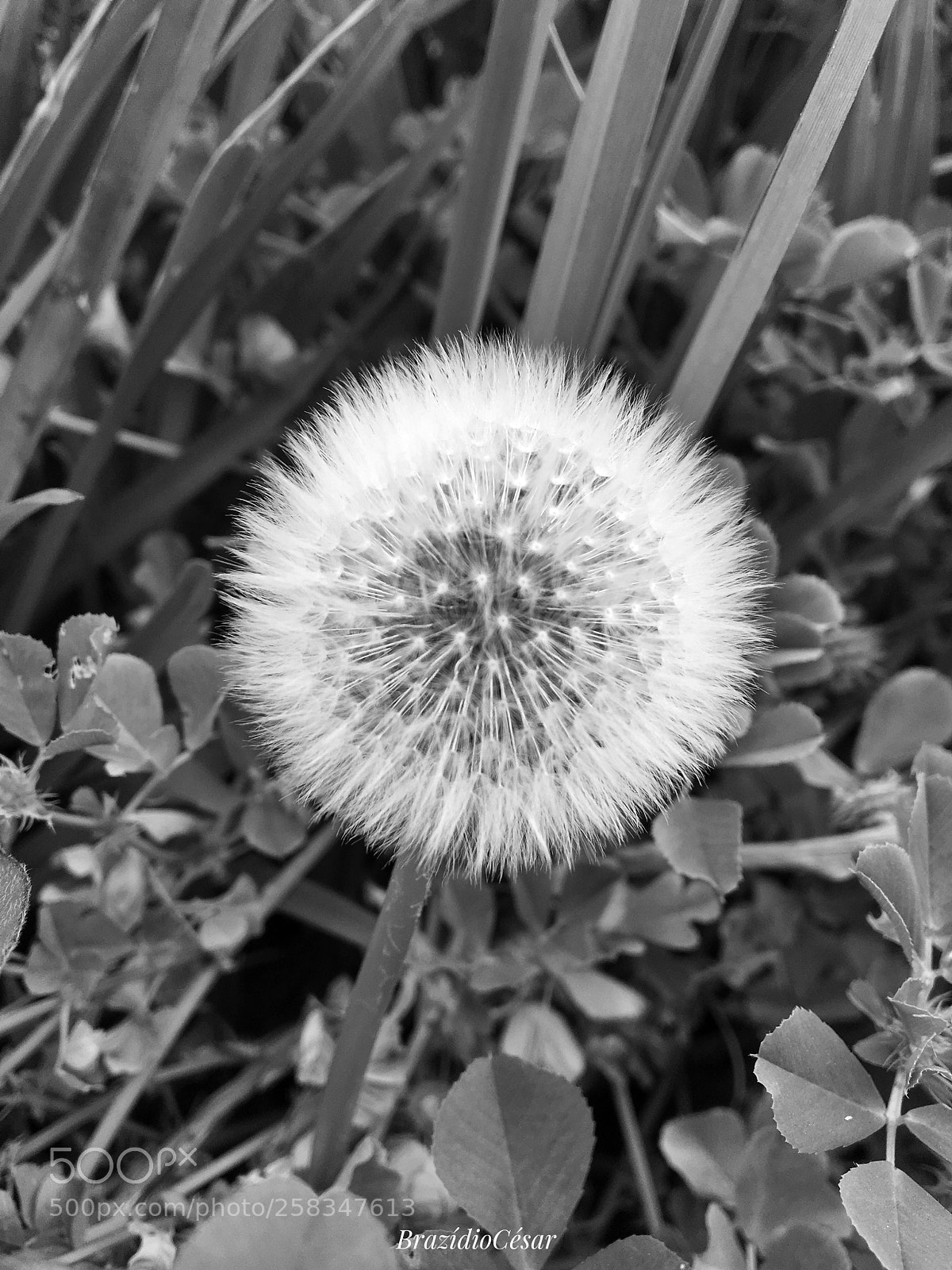 Apple iPhone 6s sample photo. Untitled photography