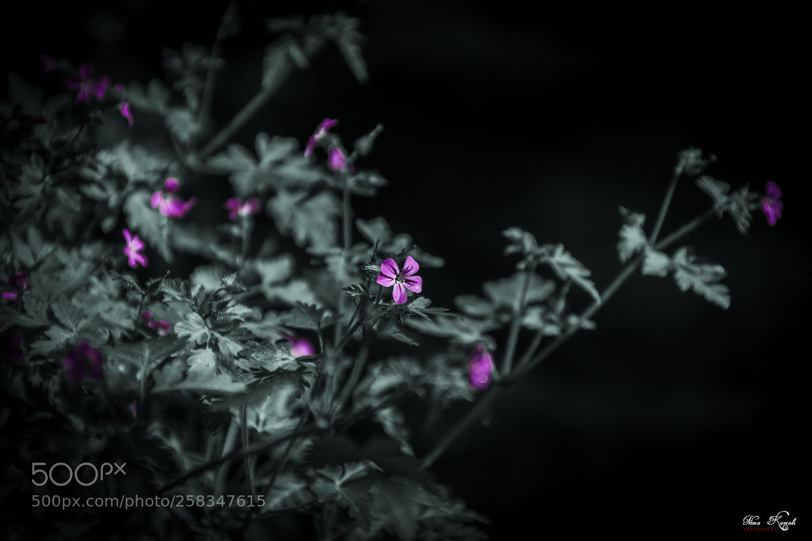 Nikon D7100 sample photo. Black & white photography