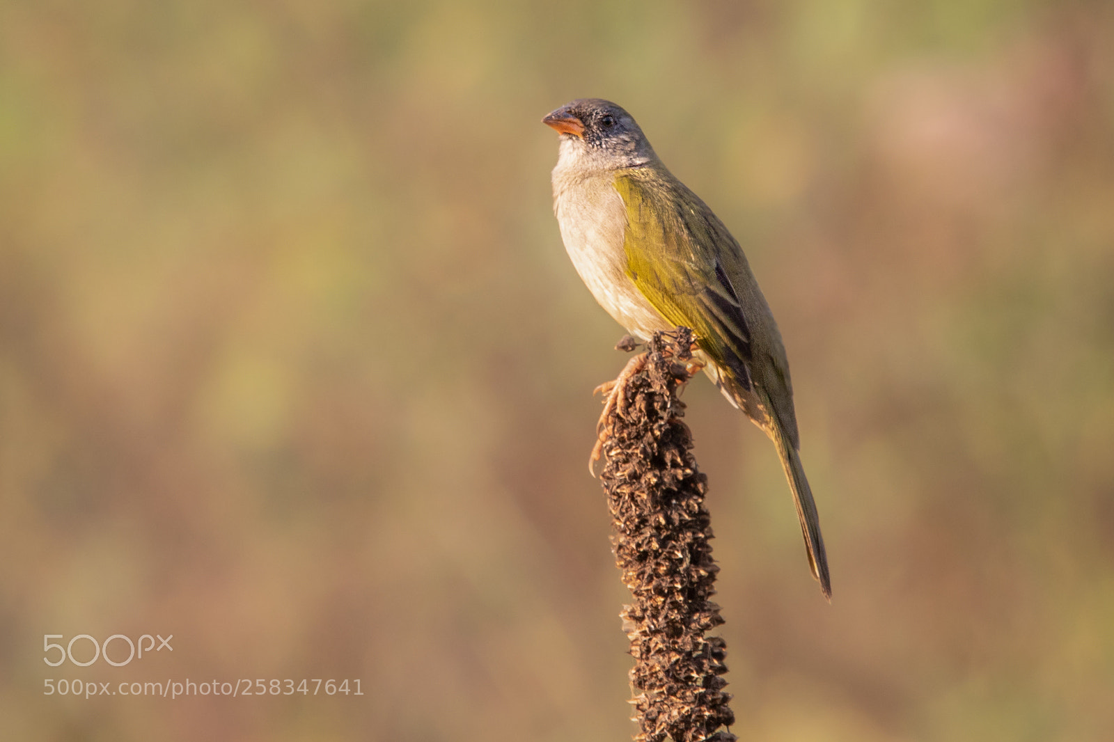 Canon EOS 7D Mark II sample photo. Sabi do banhado embernagra photography