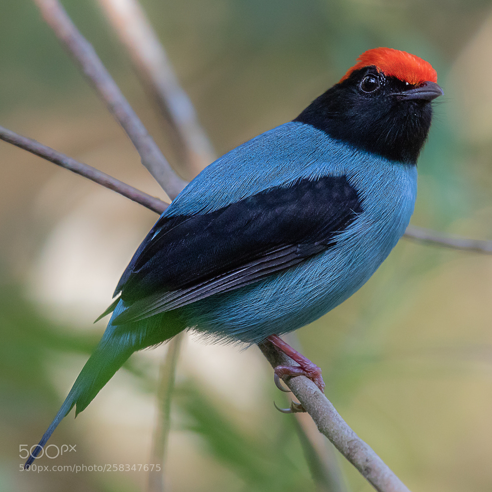 Canon EOS 7D Mark II sample photo. Tangar chiroxiphia caudata serra photography