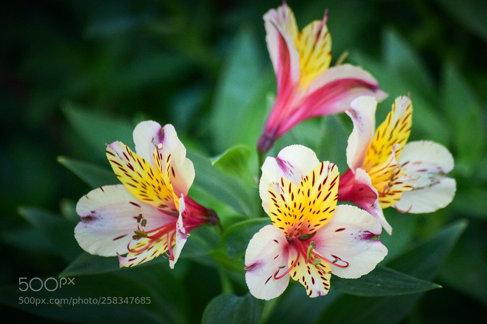 Nikon D810 sample photo. Flower photography