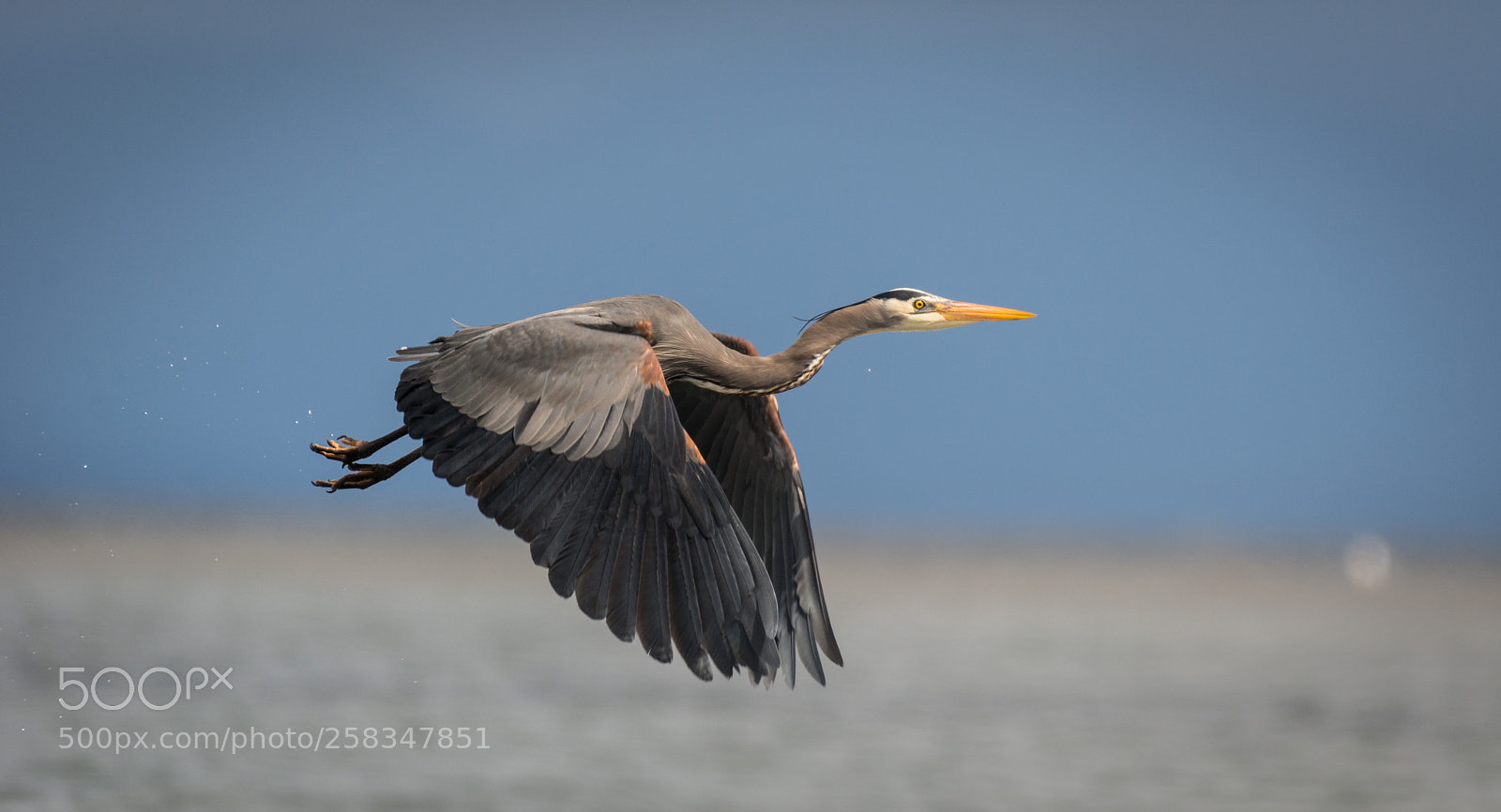 Nikon D7100 sample photo. Great blue heron in photography