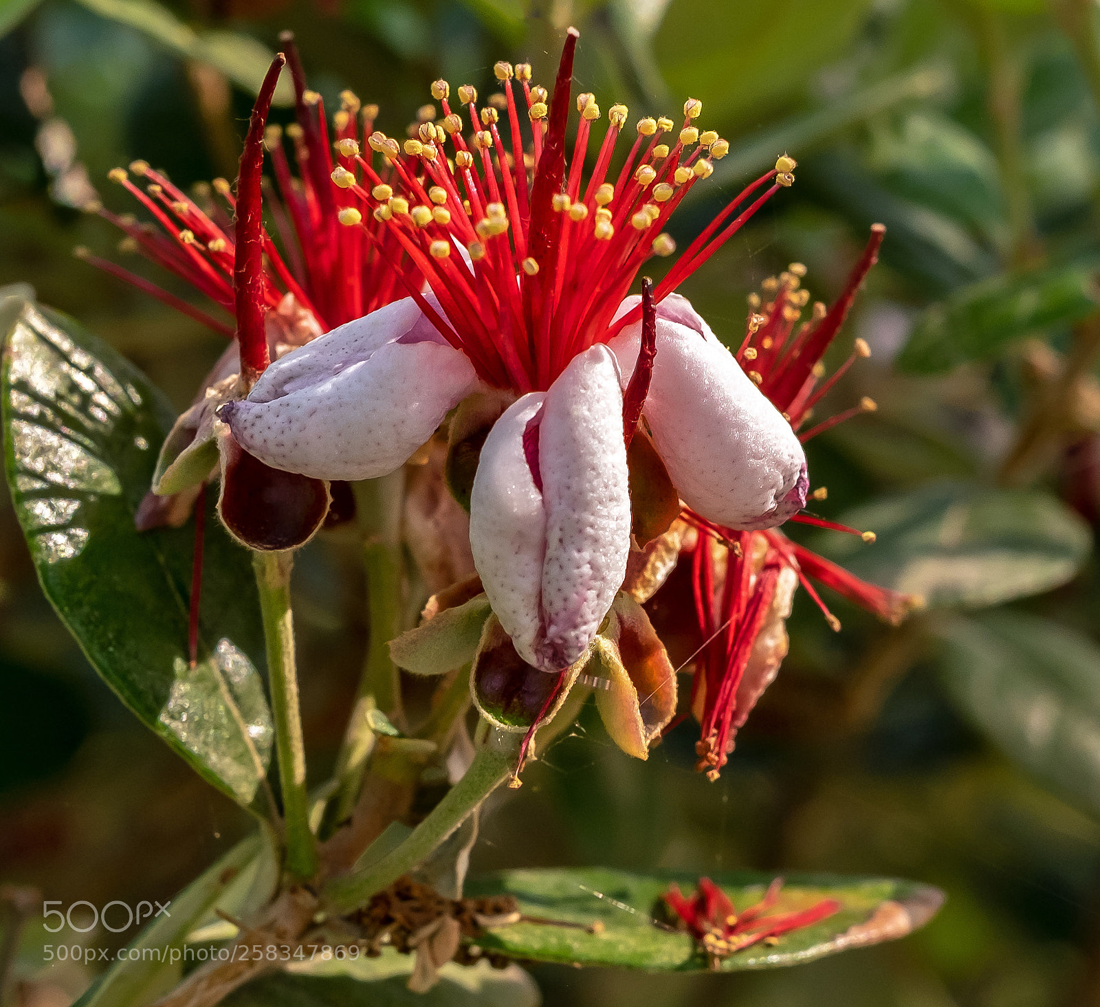 Fujifilm X-T1 sample photo. Guava flower photography
