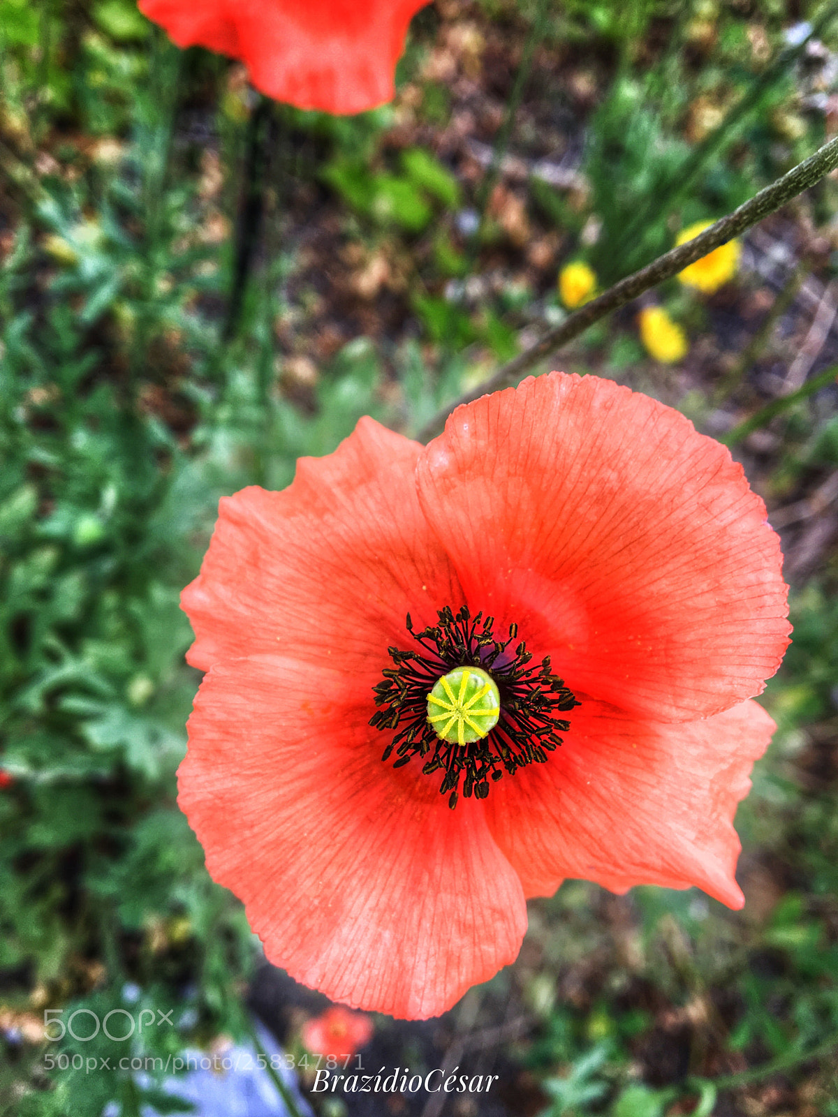 Apple iPhone 6s sample photo. Untitled photography